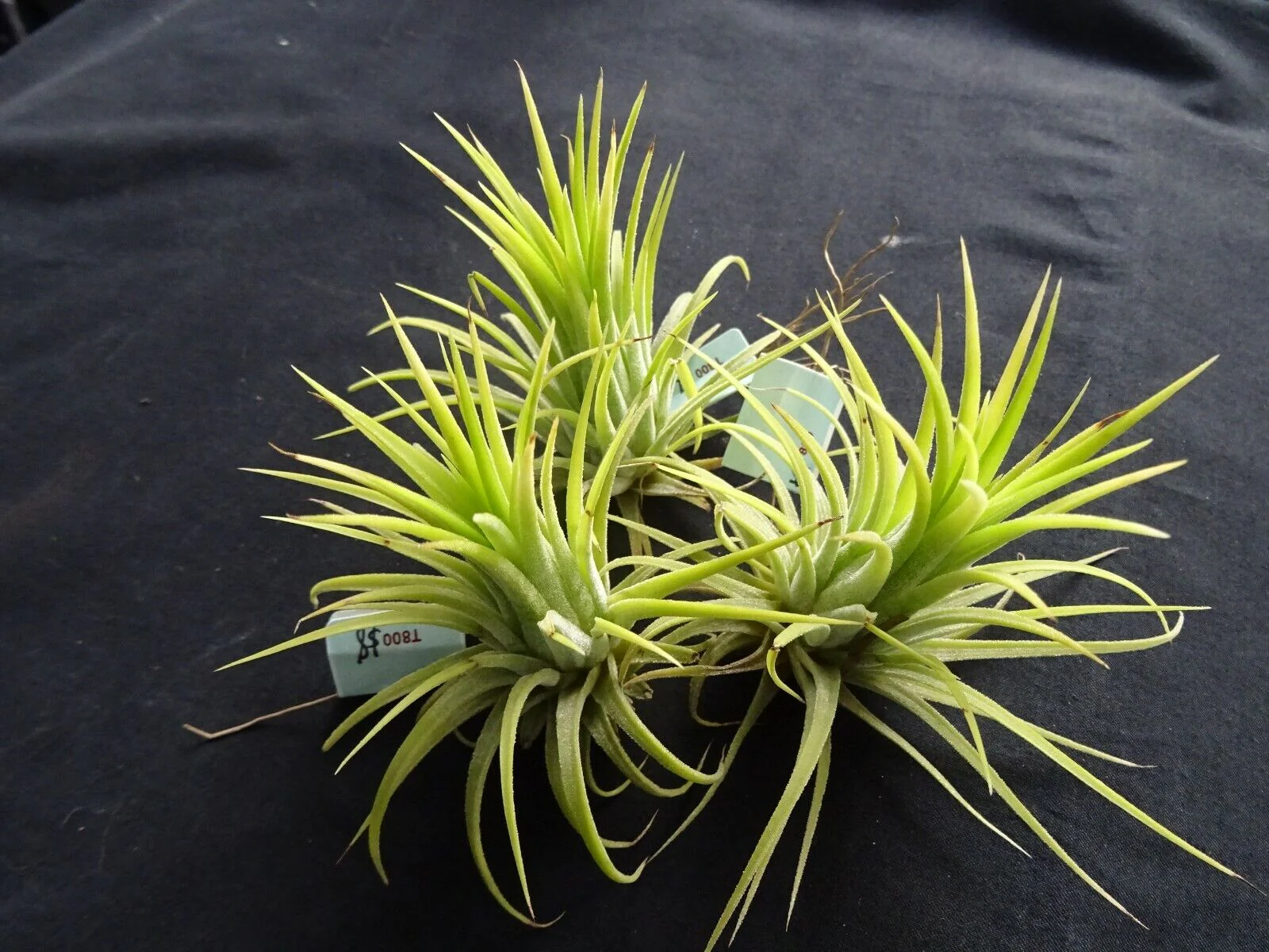 Tillandsia ionantha 'Druid' Alba Form - Image 3