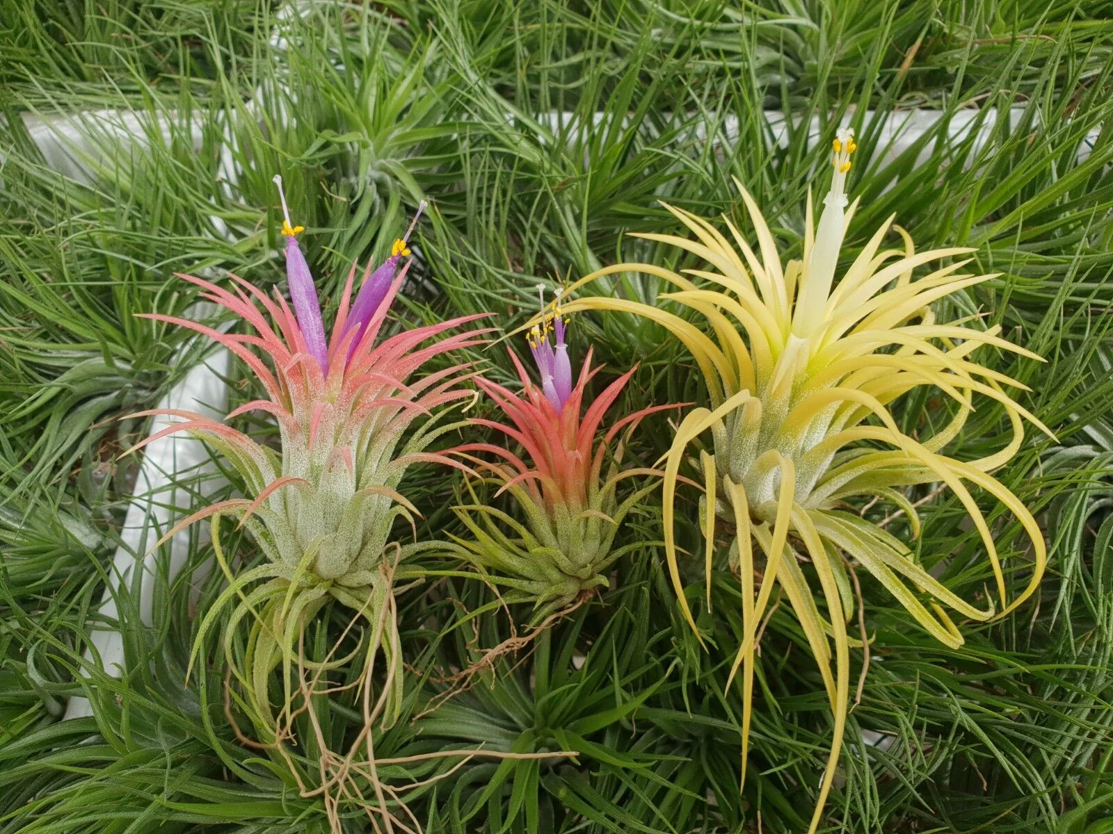 Tillandsia ionantha 'Druid' Alba Form - Image 5