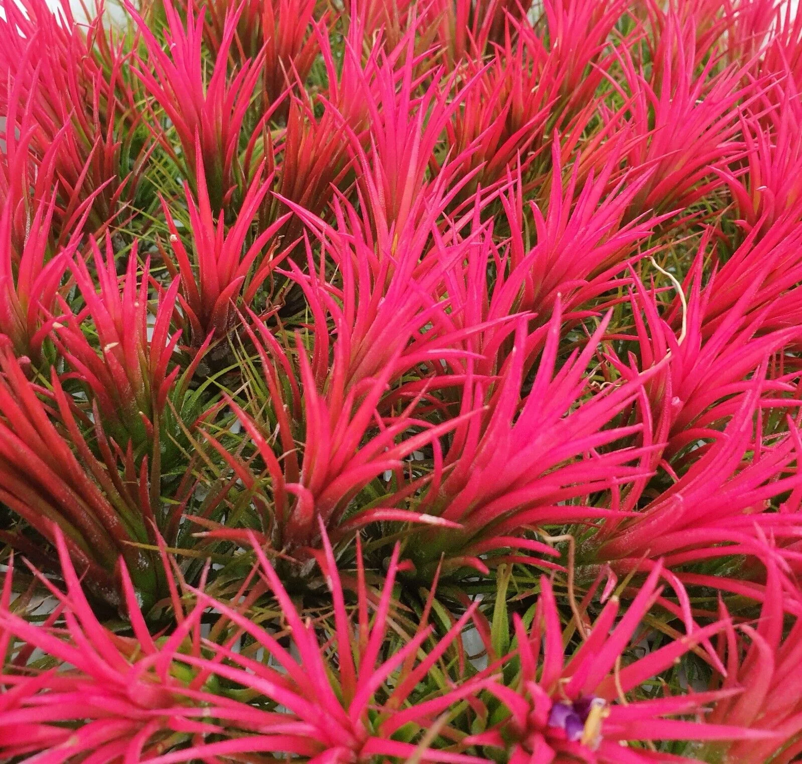 Tillandsia ionantha 'Fuego' - Image 2
