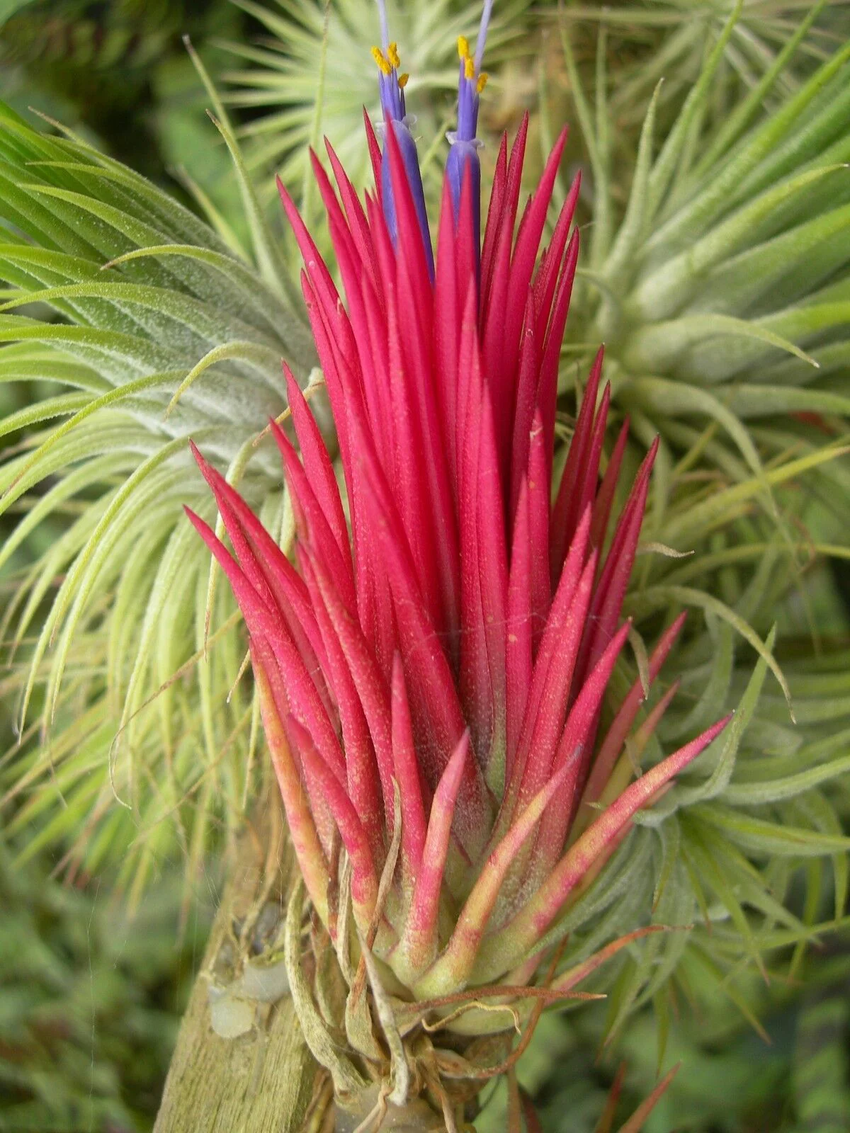 Tillandsia ionantha 'Fuego' - Image 3
