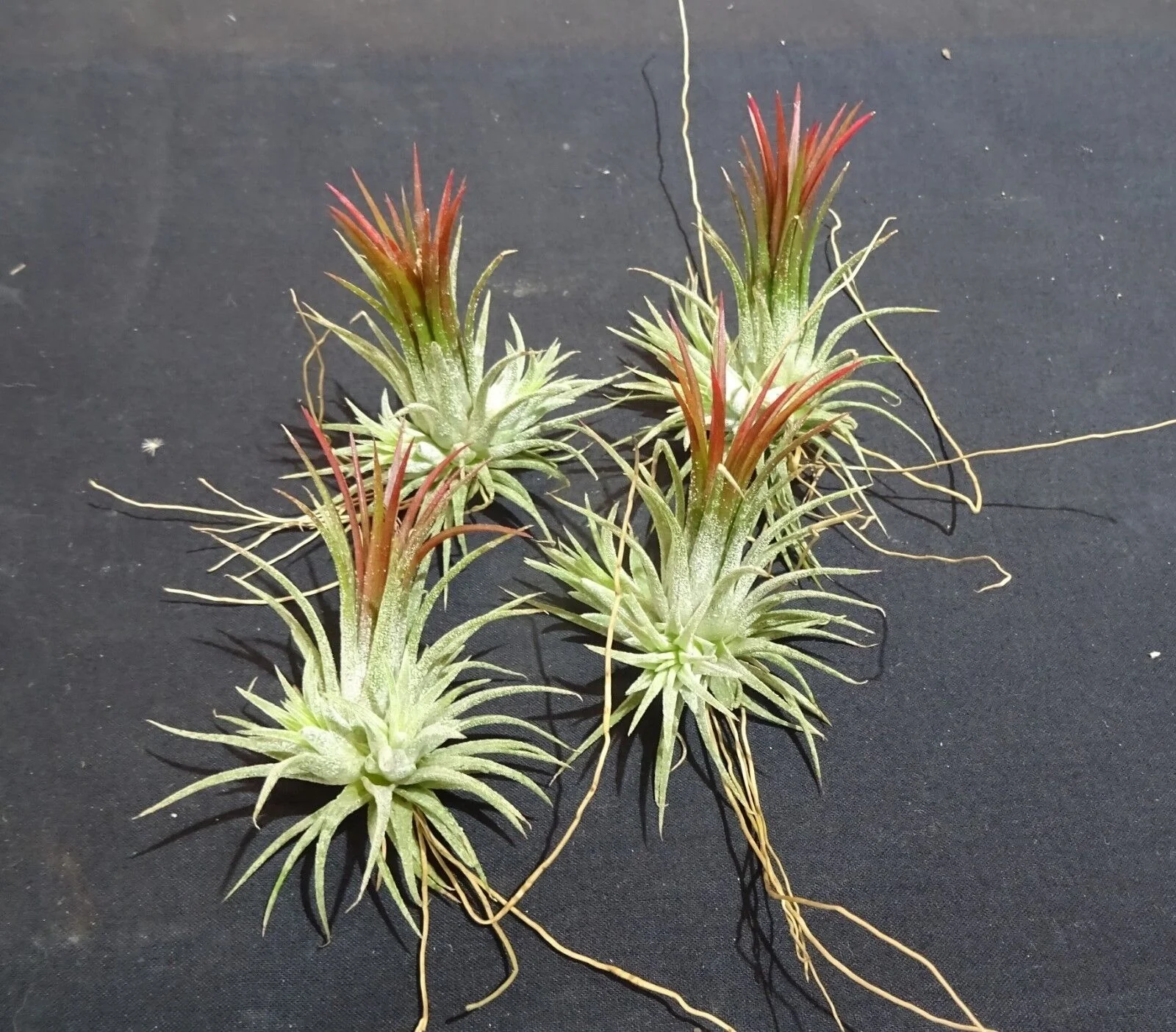 Tillandsia ionantha 'Fuego' - Image 4
