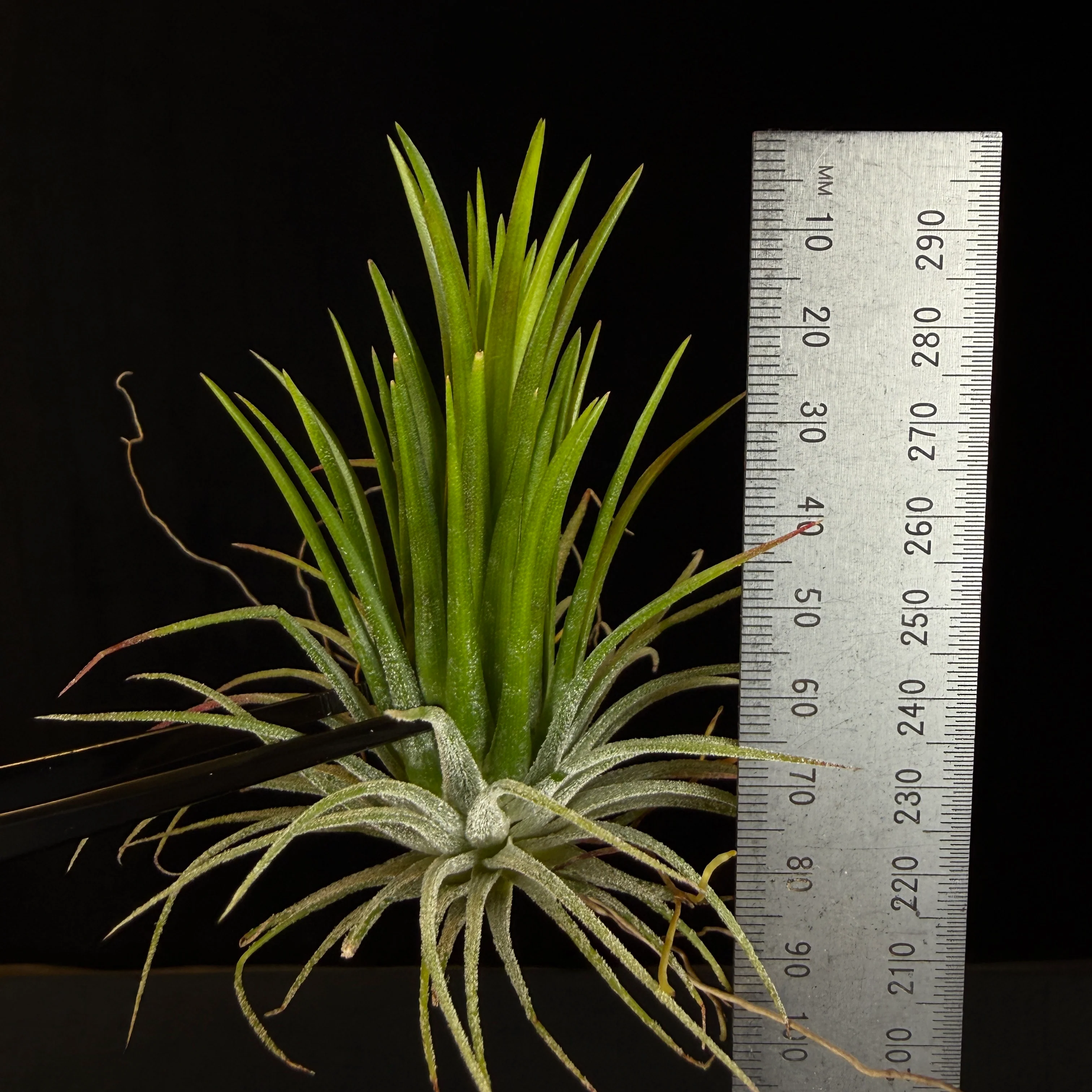Tillandsia ionantha 'Fuego' - Image 5