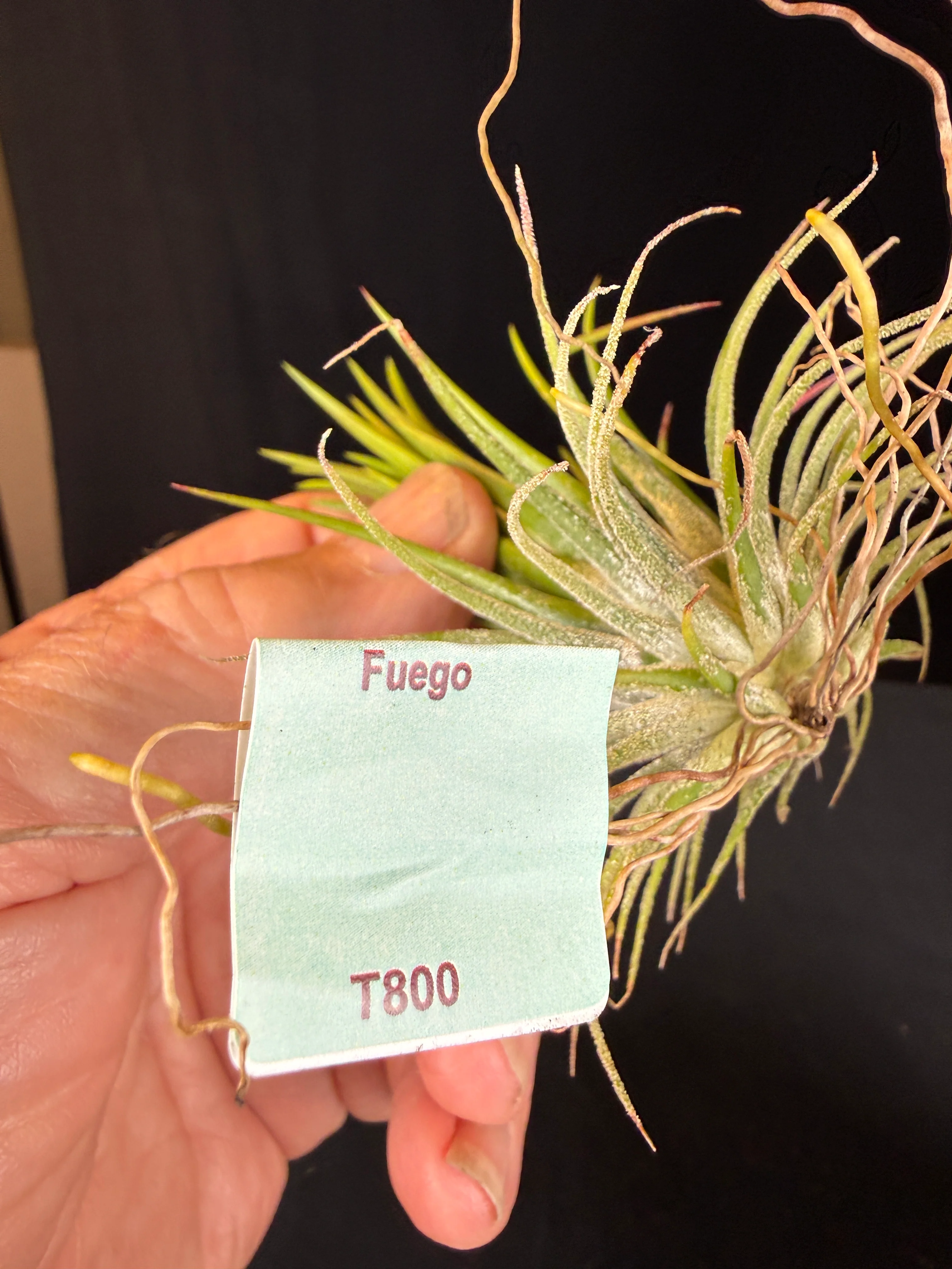 Tillandsia ionantha 'Fuego' - Image 6