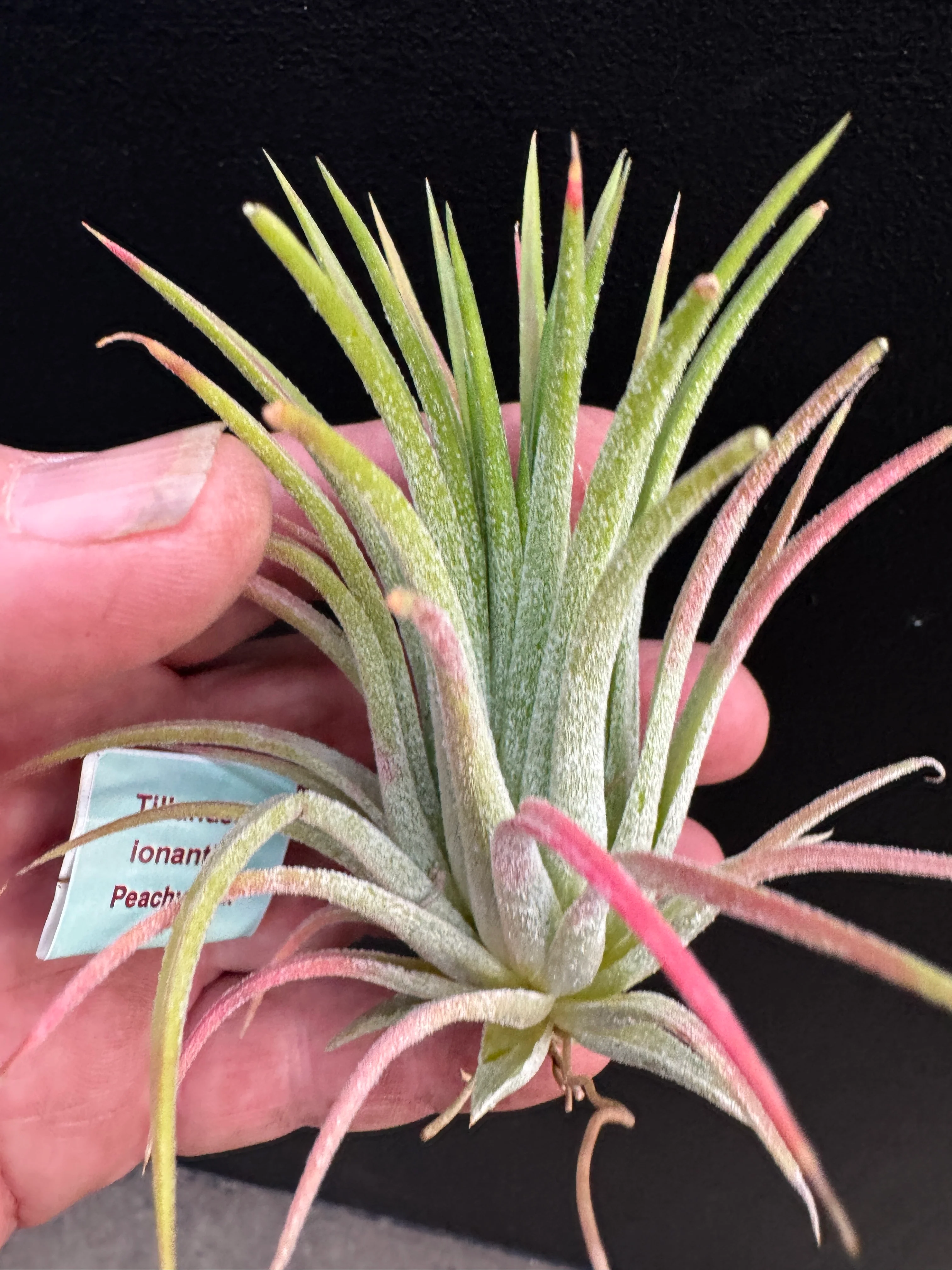 Tillandsia ionantha 'Peachy Pink' - Image 2