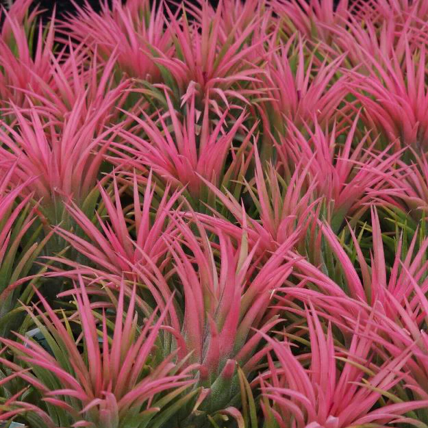 Tillandsia ionantha 'Ron' Asian Form - Image 2