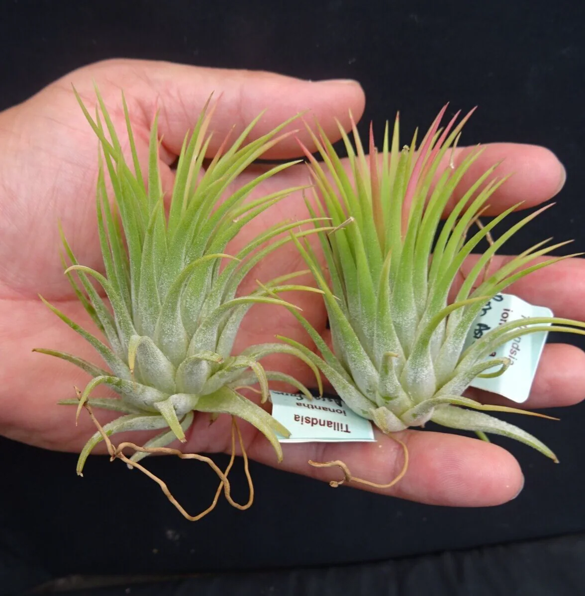 Tillandsia ionantha 'Ron' Asian Form - Image 3