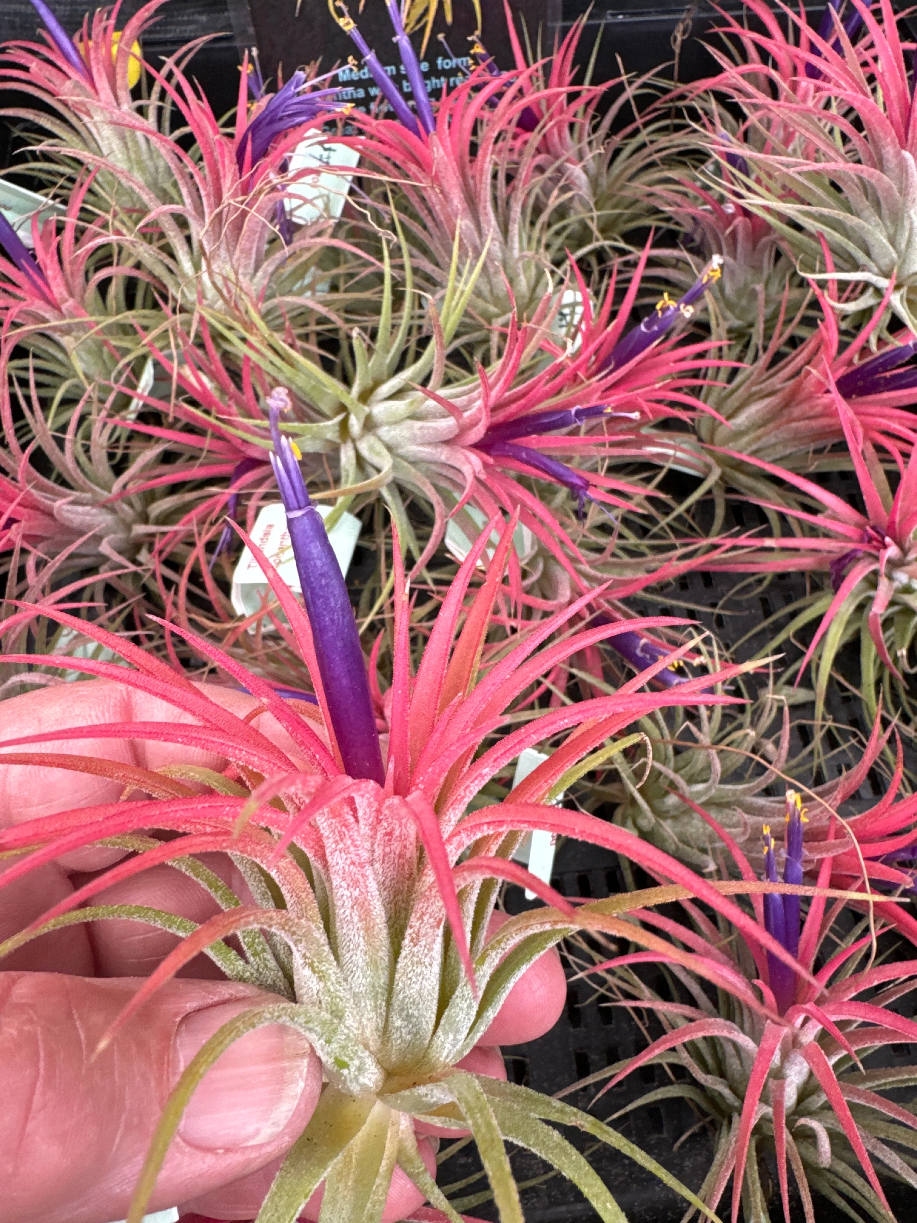 Tillandsia ionantha 'Rubra' - Image 2