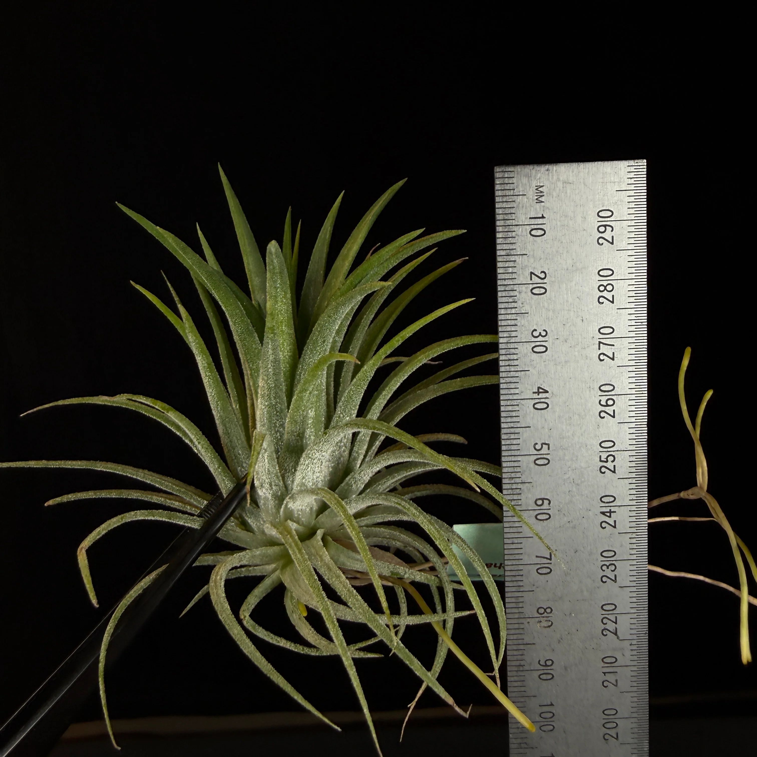Tillandsia ionantha 'Rubra' - Image 3