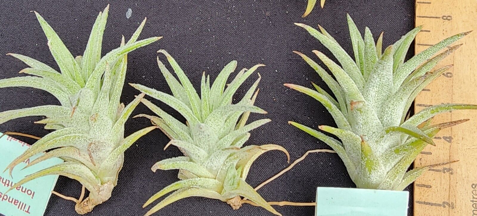 Tillandsia ionantha var. vanhyningii - Image 2