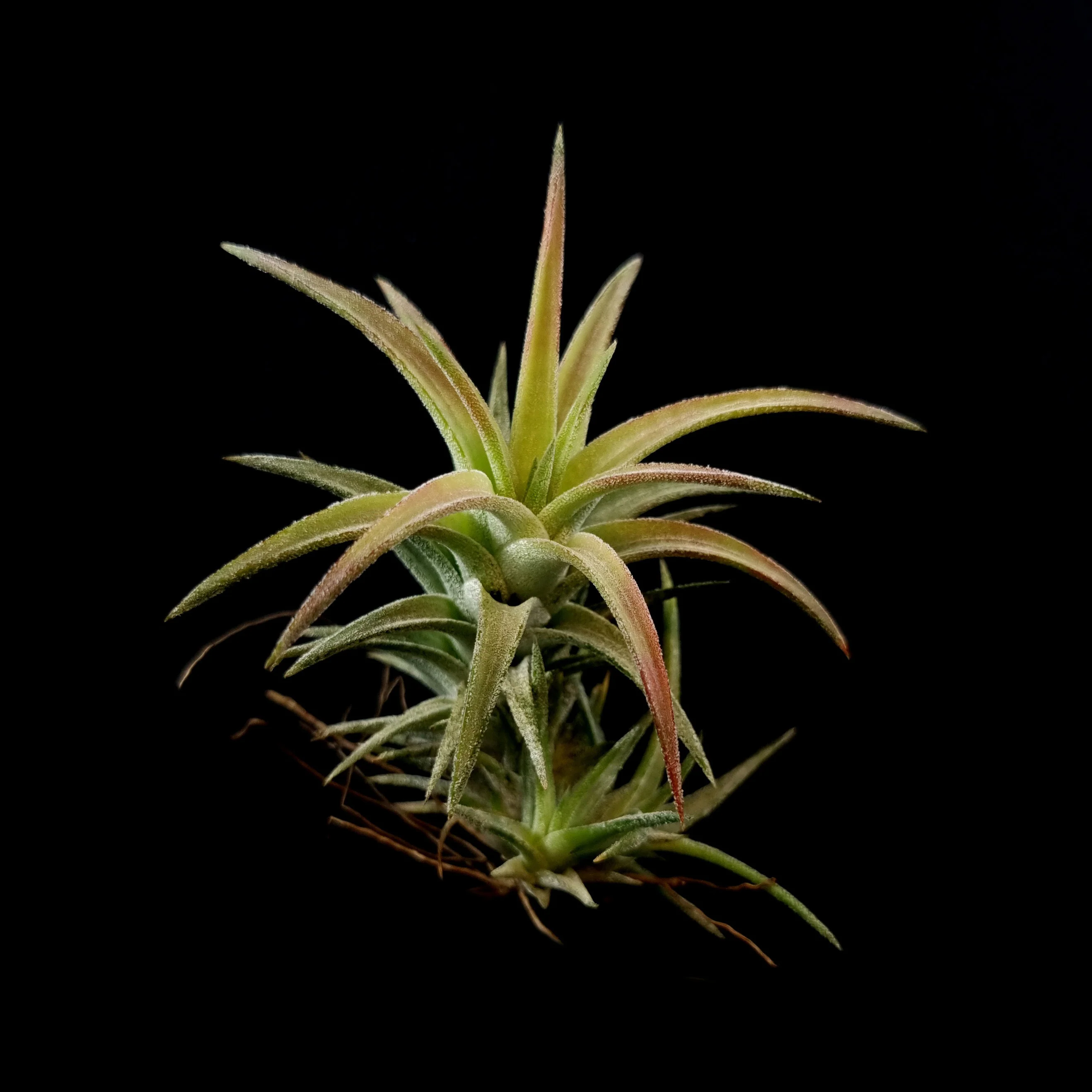 Tillandsia ionantha var. vanhyningii - Image 3