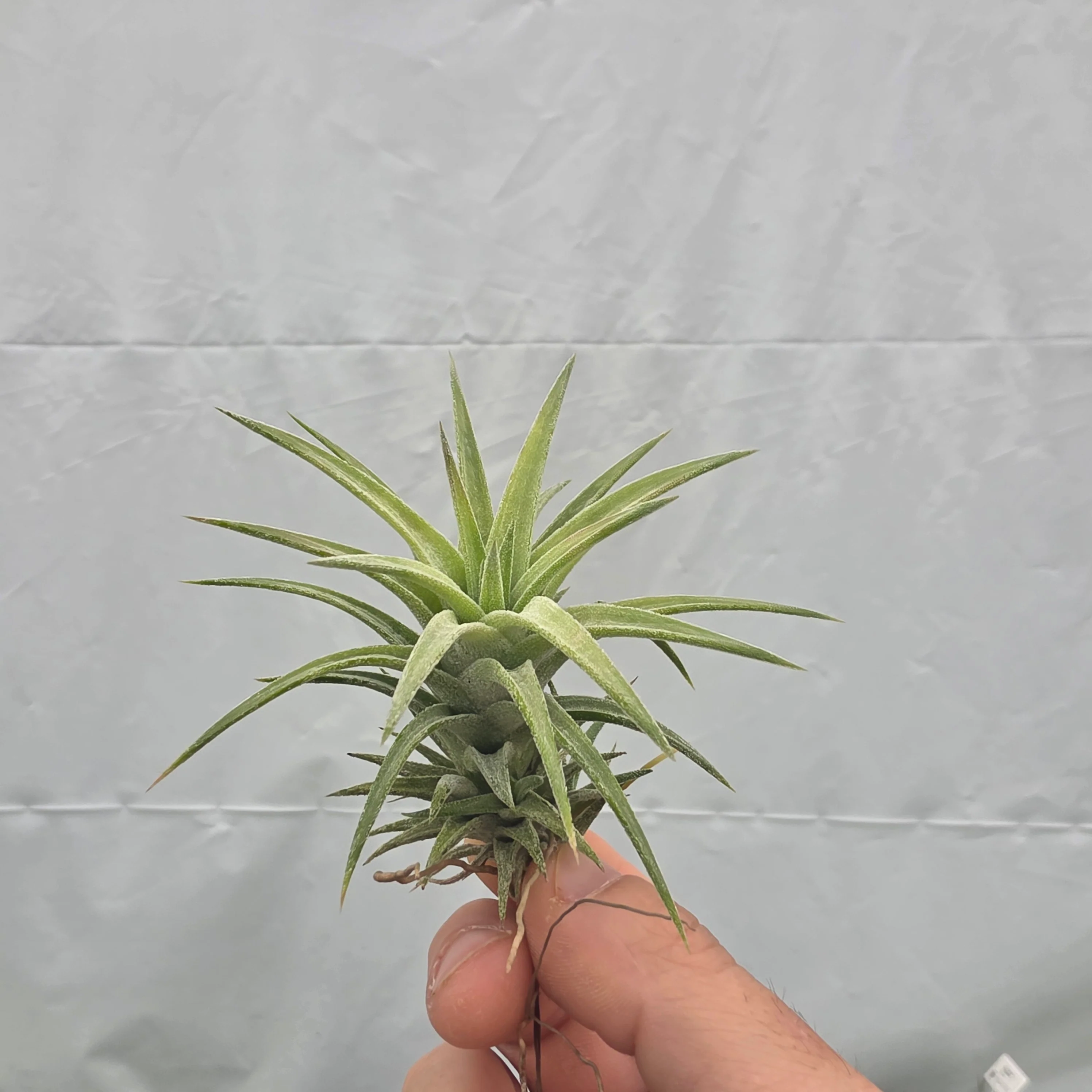 Tillandsia ionantha var. vanhyningii - Image 4
