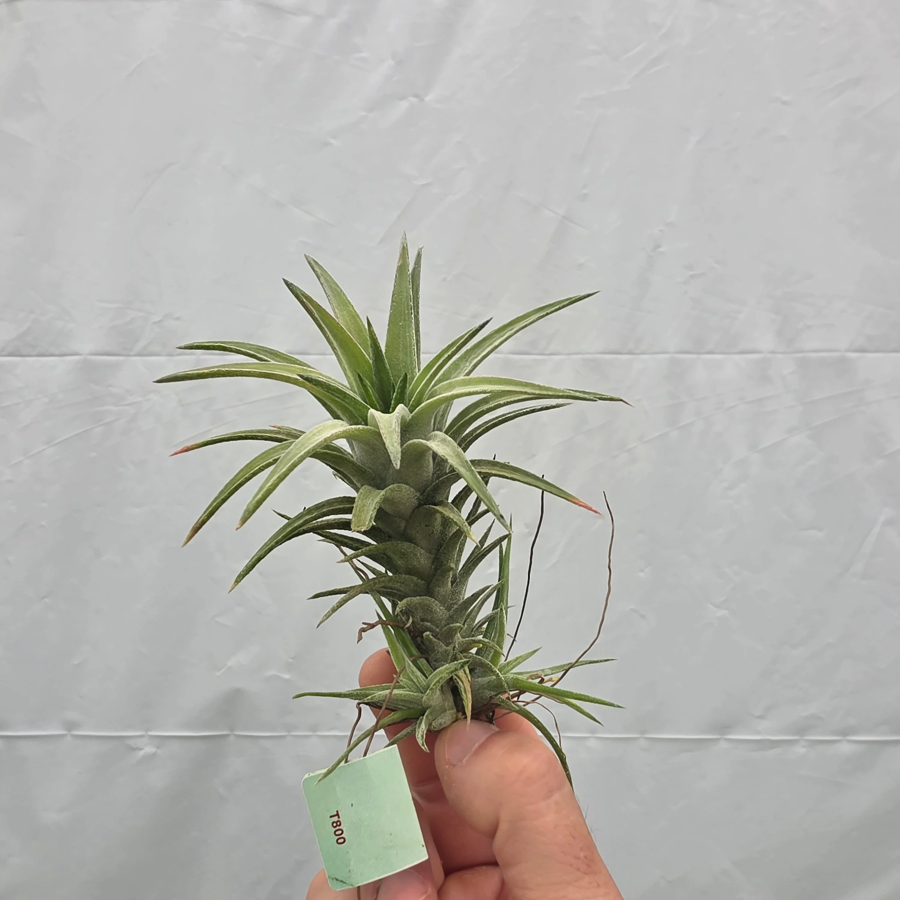 Tillandsia ionantha var. vanhyningii - Image 5