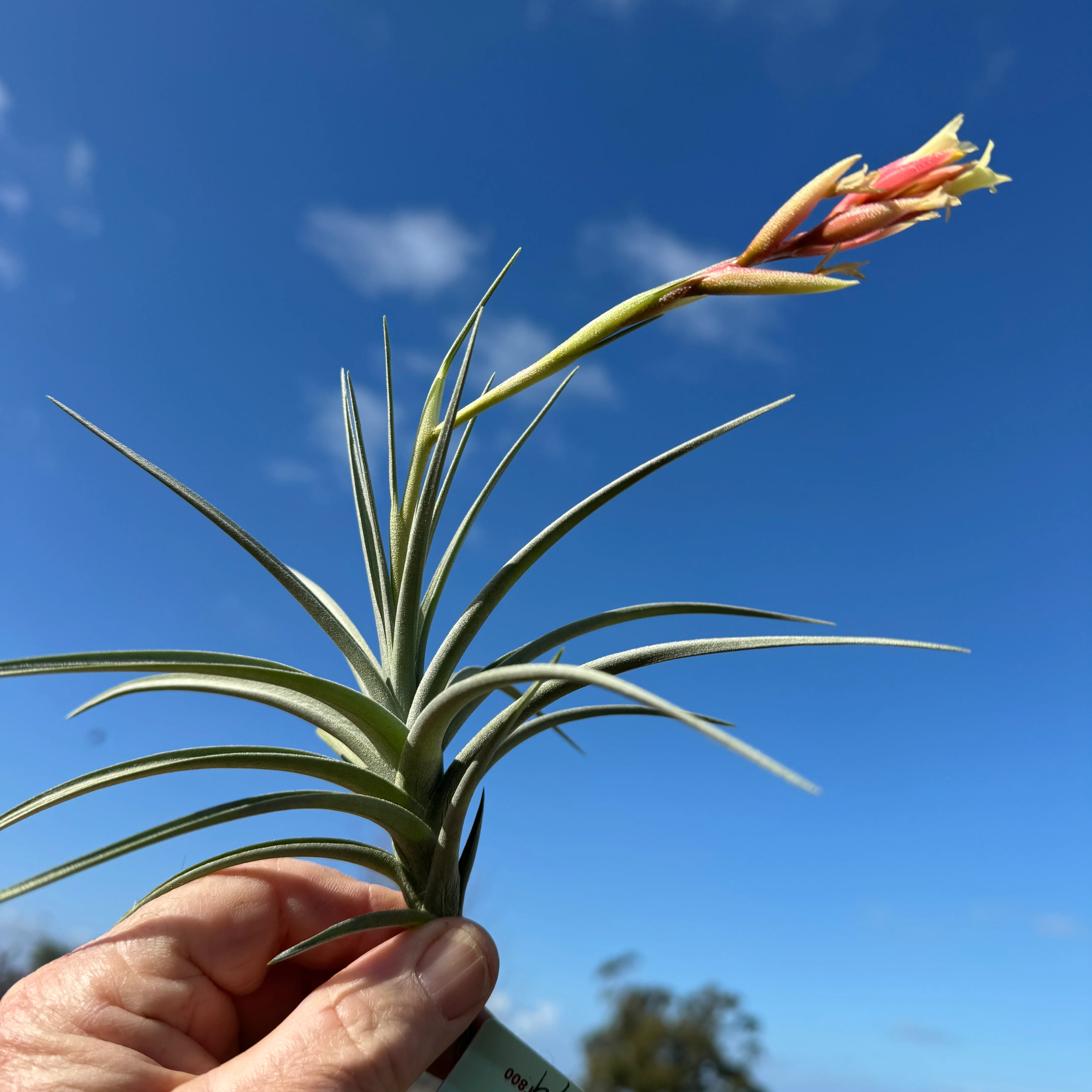 Tillandsia jucunda - Image 2