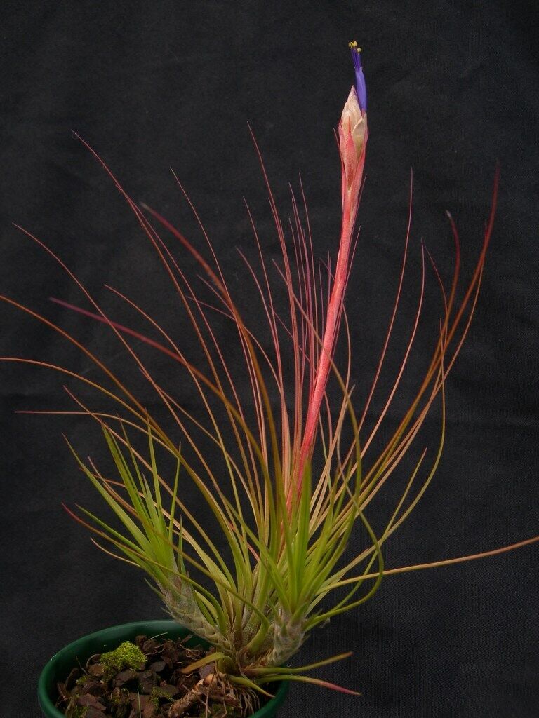 Tillandsia juncea 'Juncifolia' - Image 2
