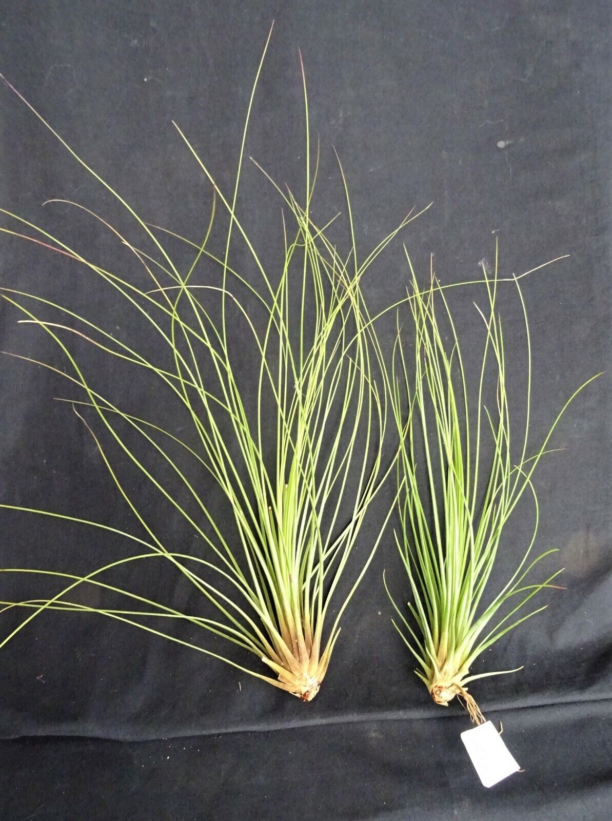 Tillandsia juncea 'Juncifolia' - Image 3