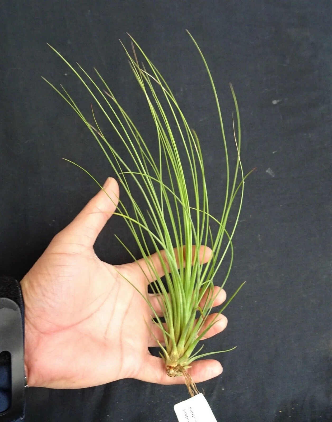 Tillandsia juncea 'Juncifolia' - Image 4