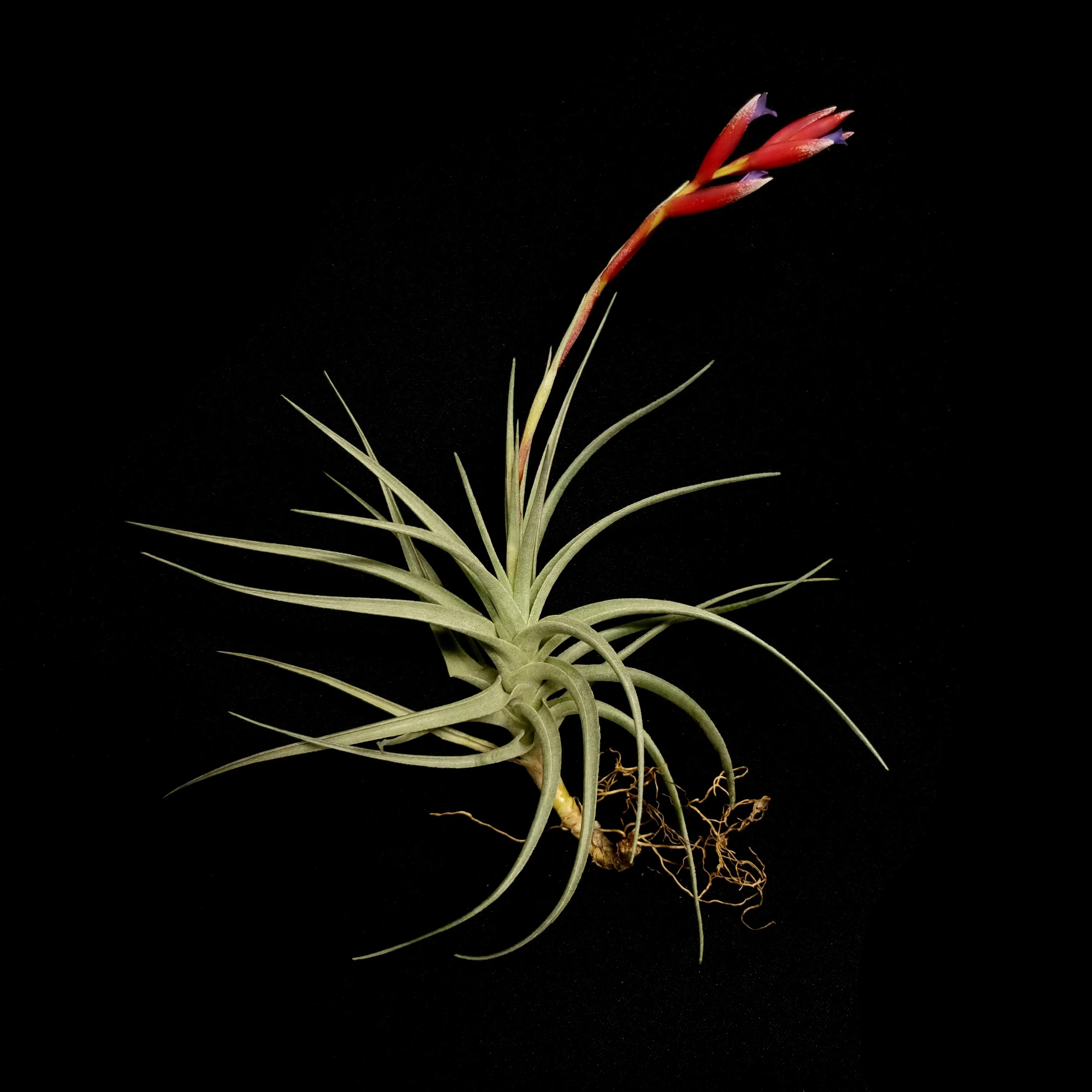 Tillandsia leonamiana 'Leon' - Image 3