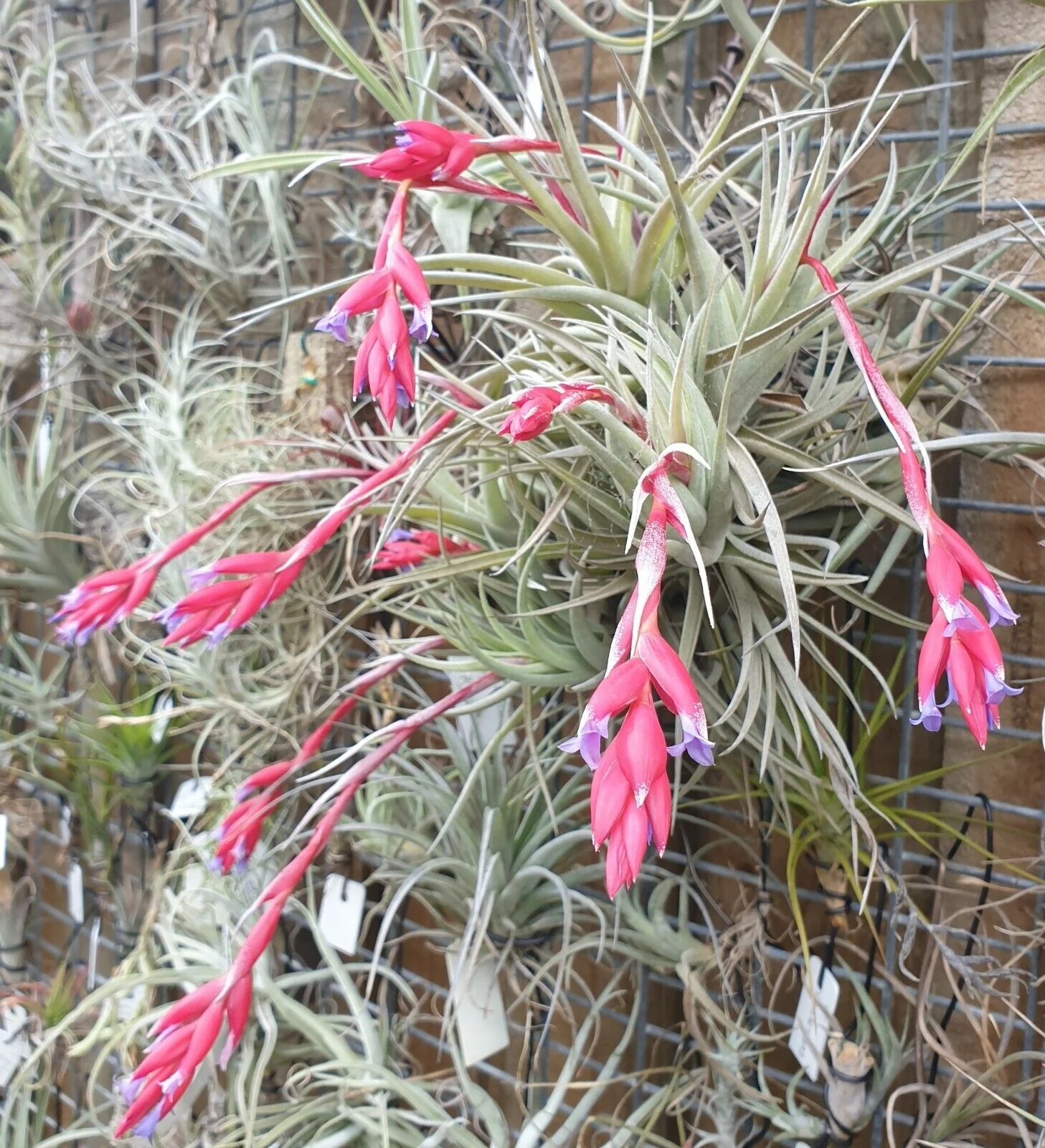 Tillandsia leonamiana 'Leon' - Image 4