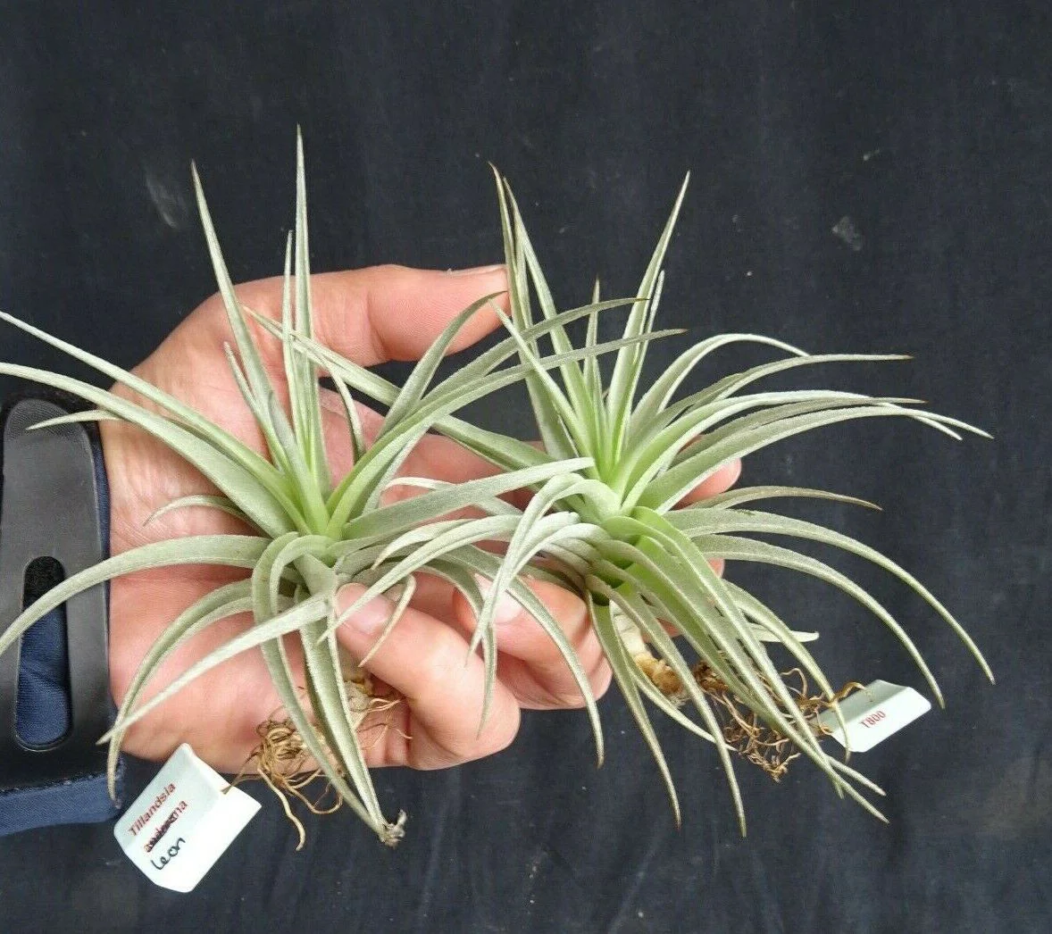 Tillandsia leonamiana 'Leon' - Image 5