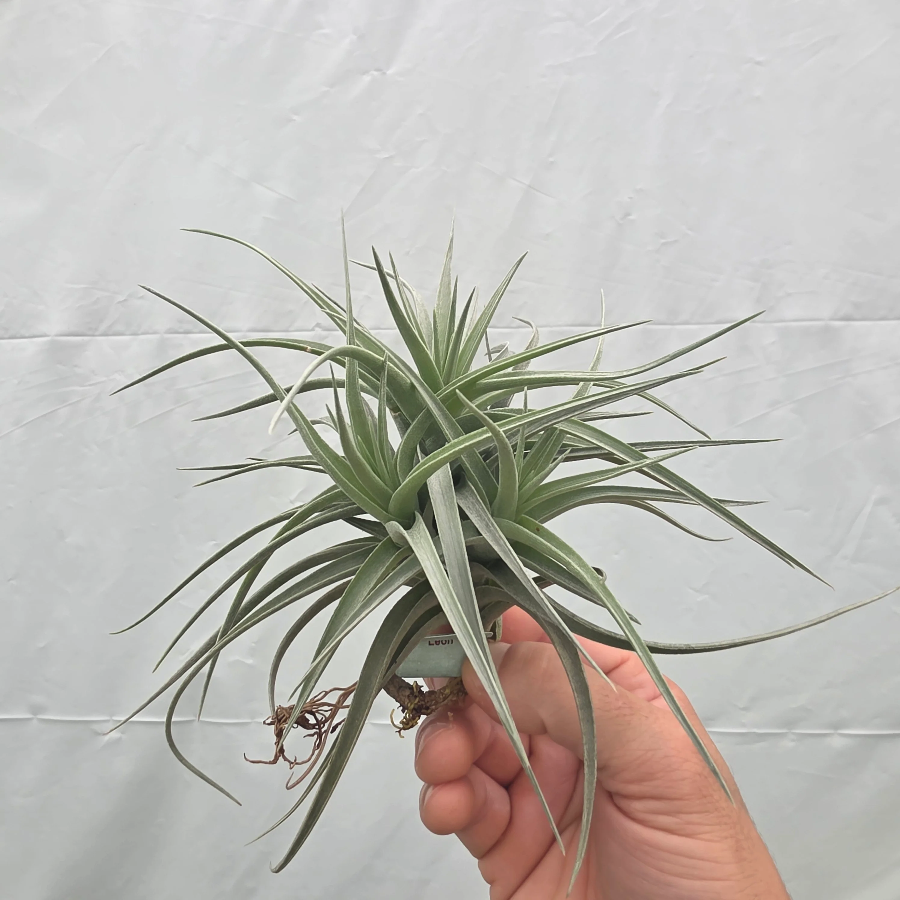 Tillandsia leonamiana 'Leon' - Image 6