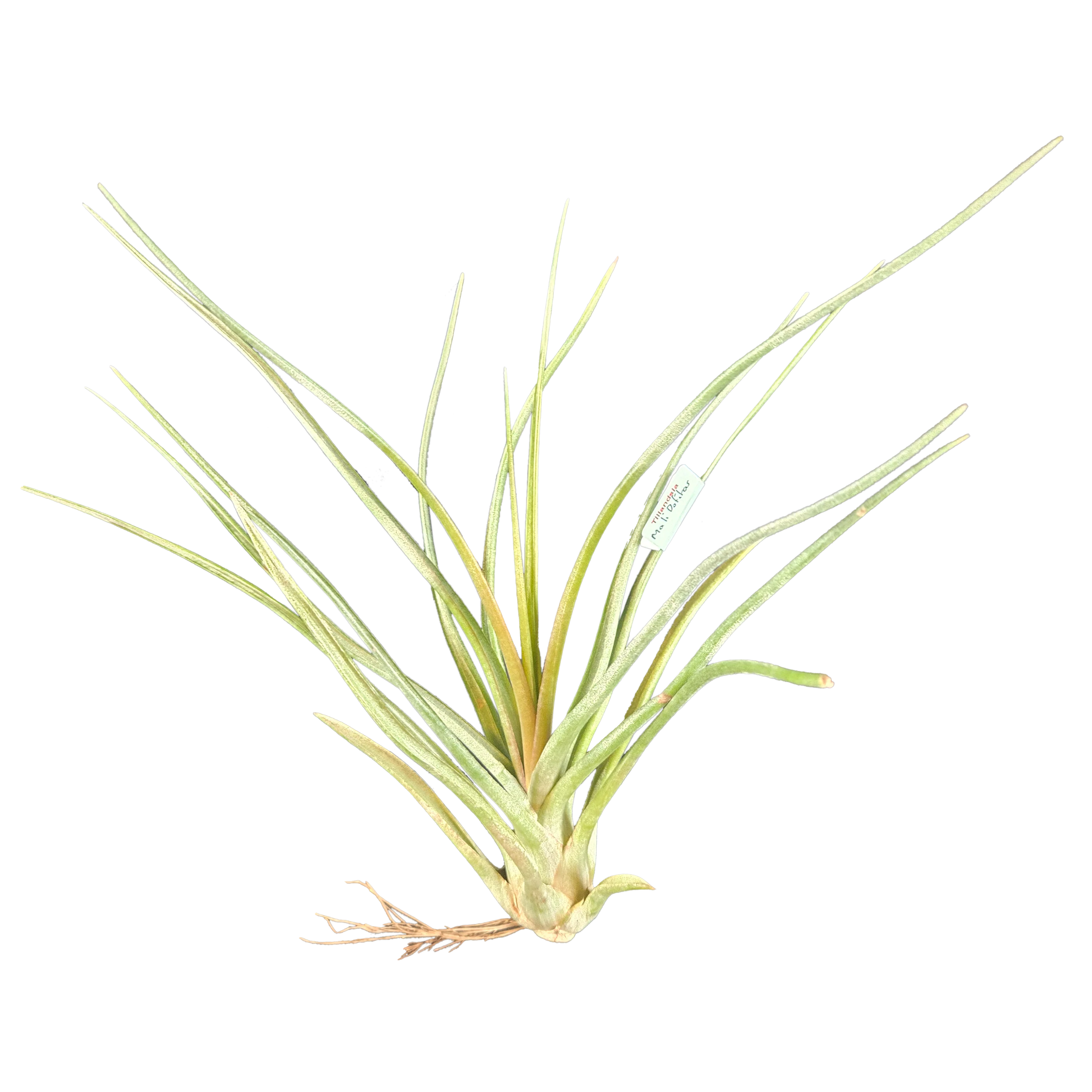 Tillandsia ‘Mali Dofitas’ - Image 2