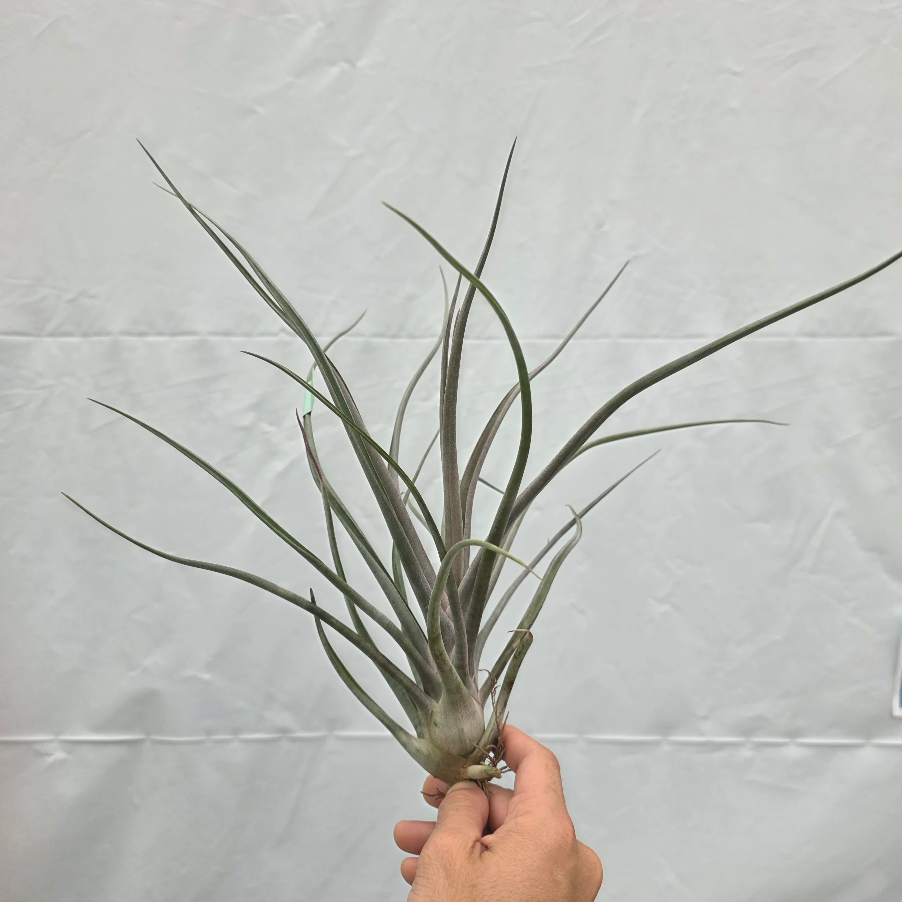 Tillandsia ‘Mali Dofitas’ - Image 3