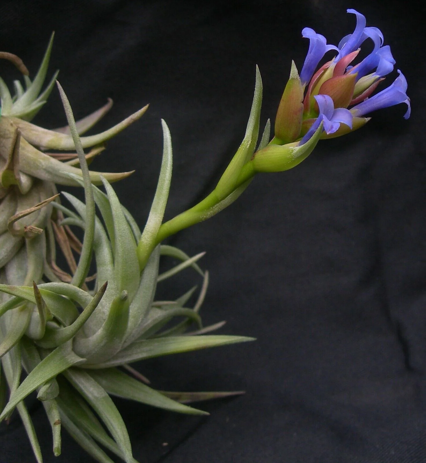 Tillandsia neglecta - Image 2