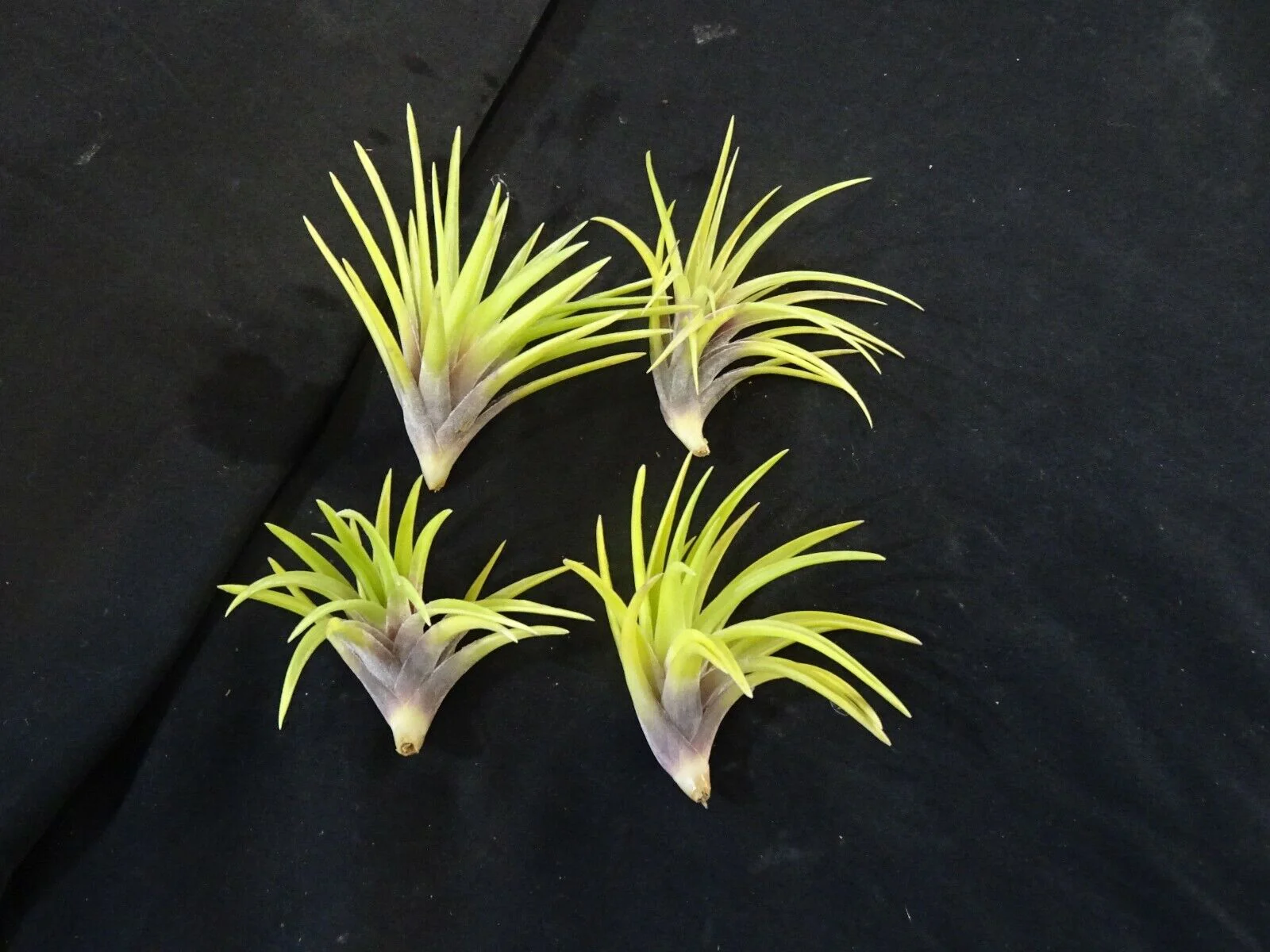 Tillandsia neglecta - Image 3