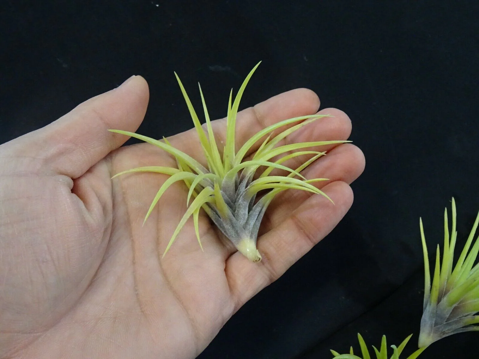 Tillandsia neglecta - Image 4