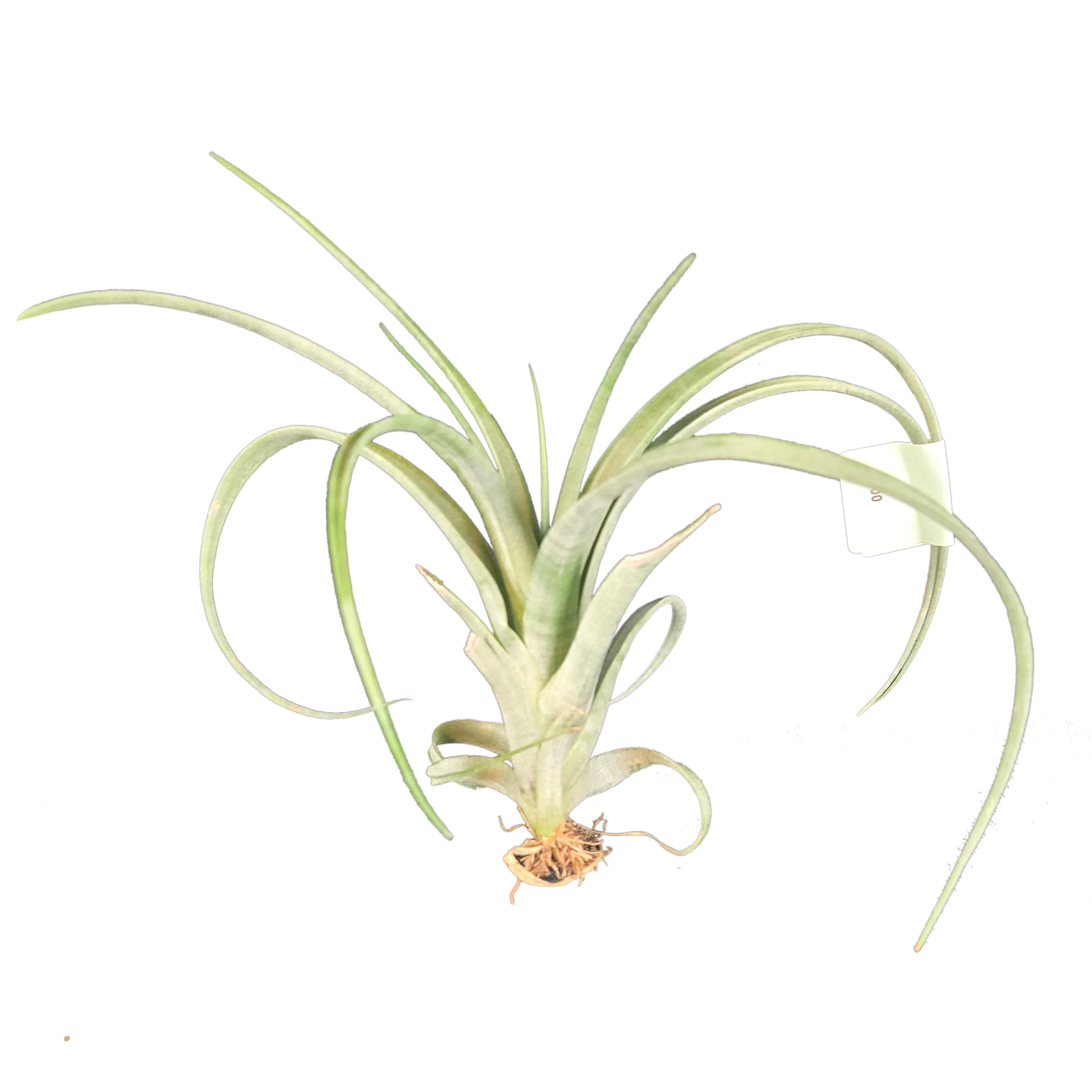 Tillandsia parvispica (WA Prohibited) - Image 2