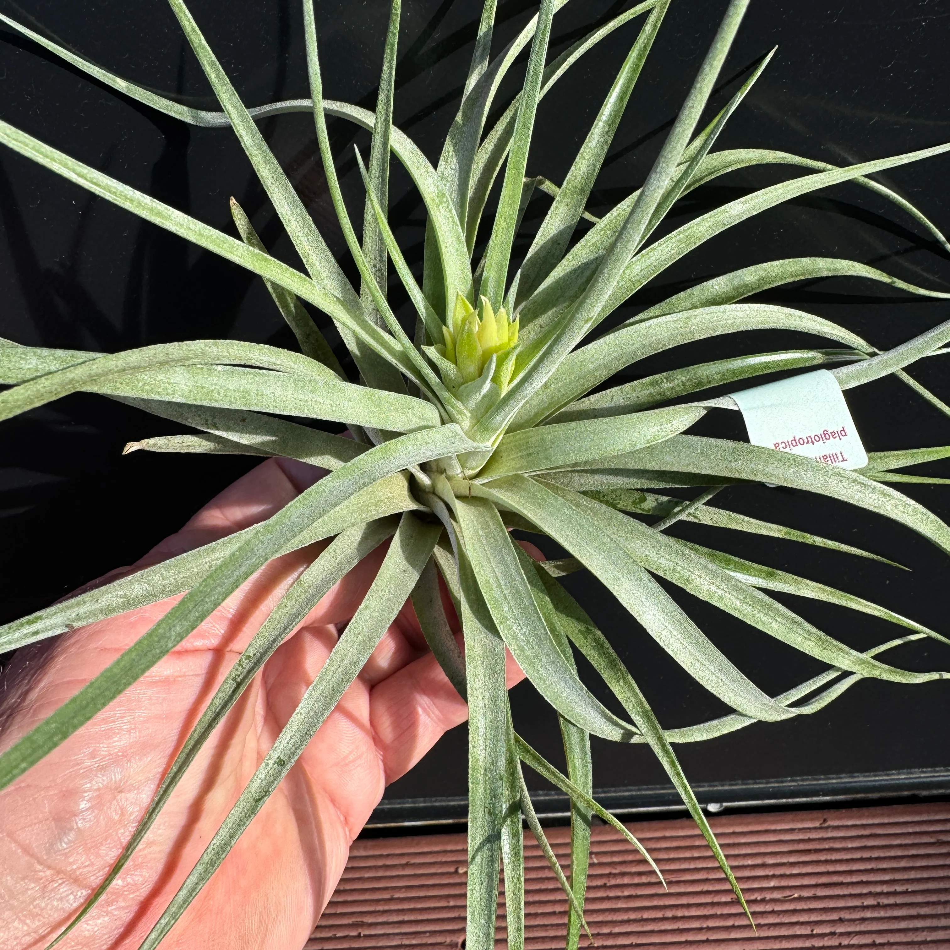 Tillandsia plagiotropica - Image 2