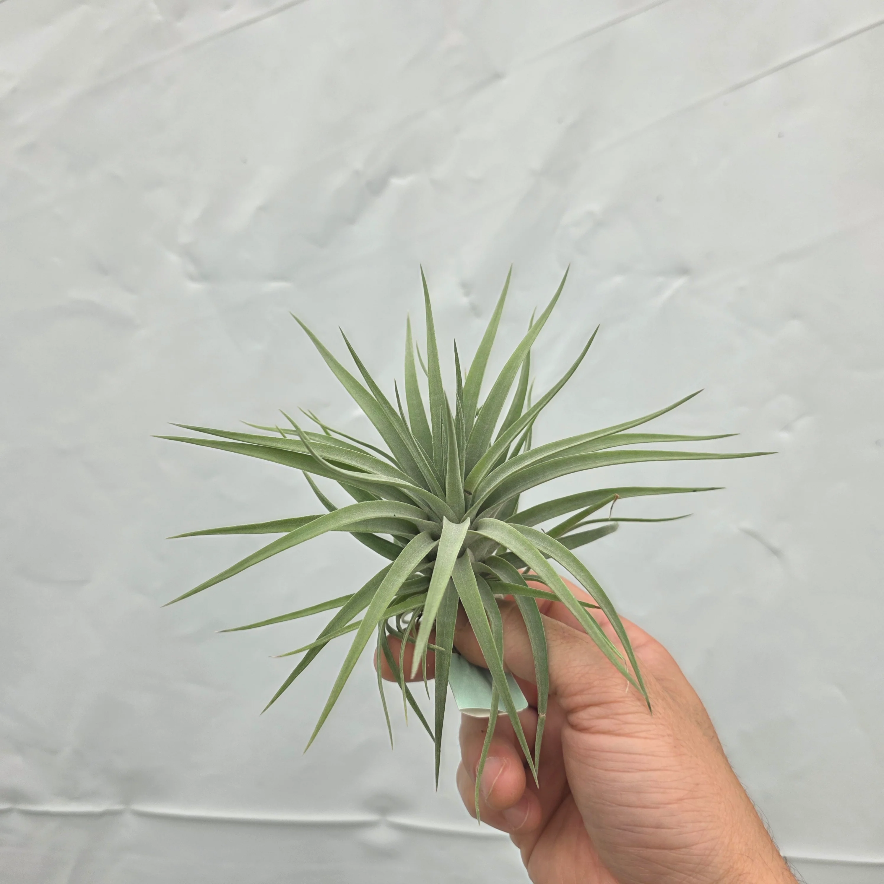 Tillandsia plagiotropica - Image 3