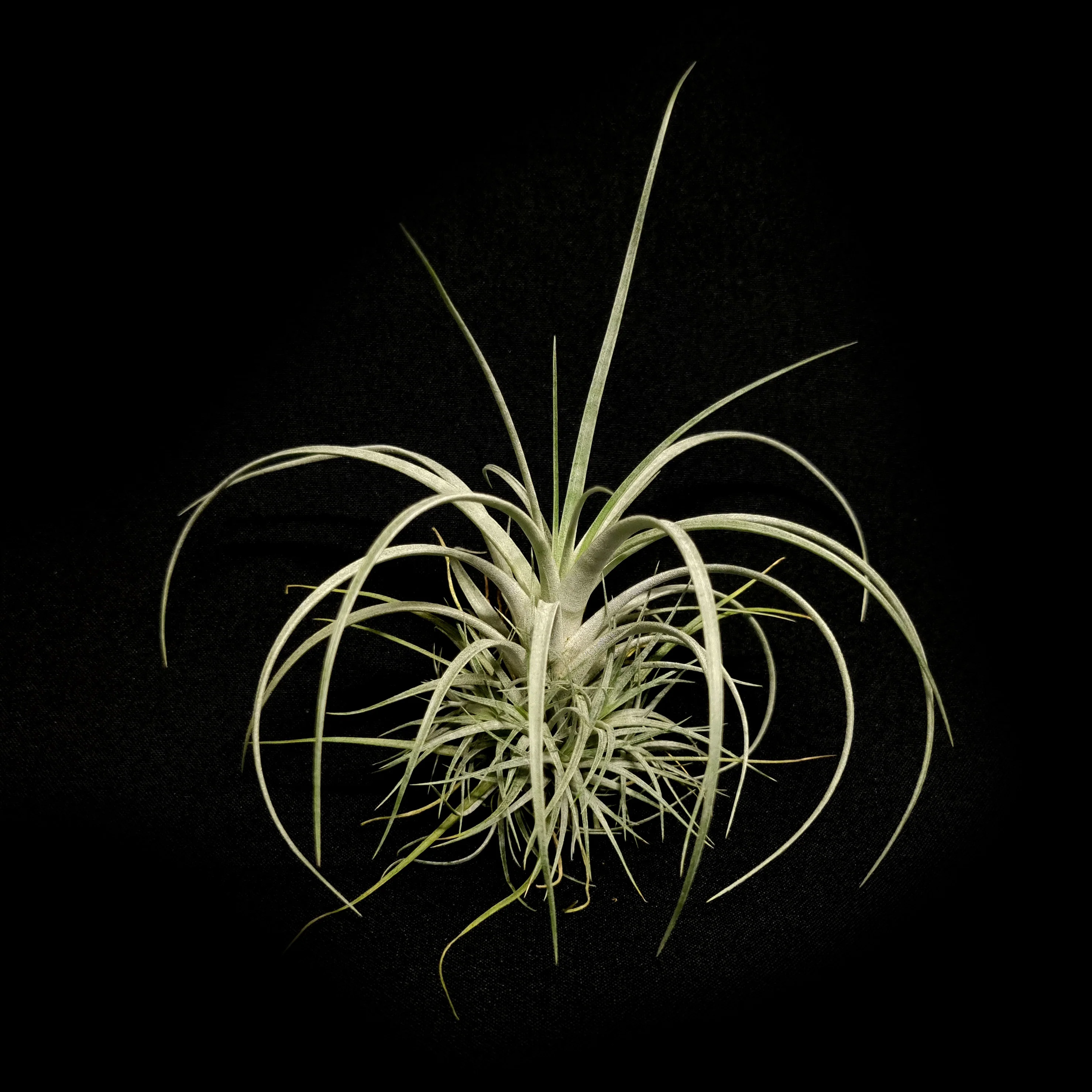 Tillandsia pringlei (WA Prohibited)