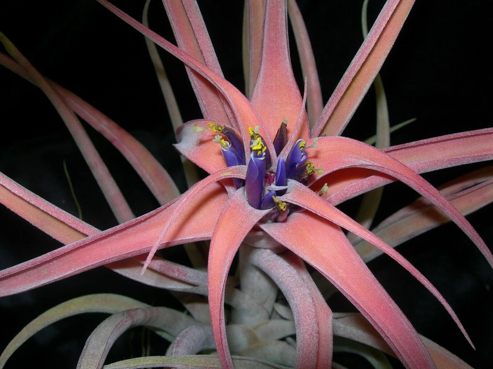 Tillandsia riohondoensis (syn. capitata 'Rio Hondo') - Image 3