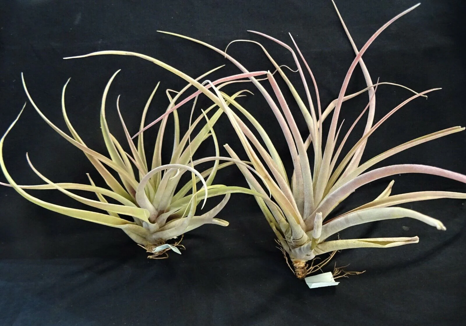 Tillandsia riohondoensis (syn. capitata 'Rio Hondo') - Image 4