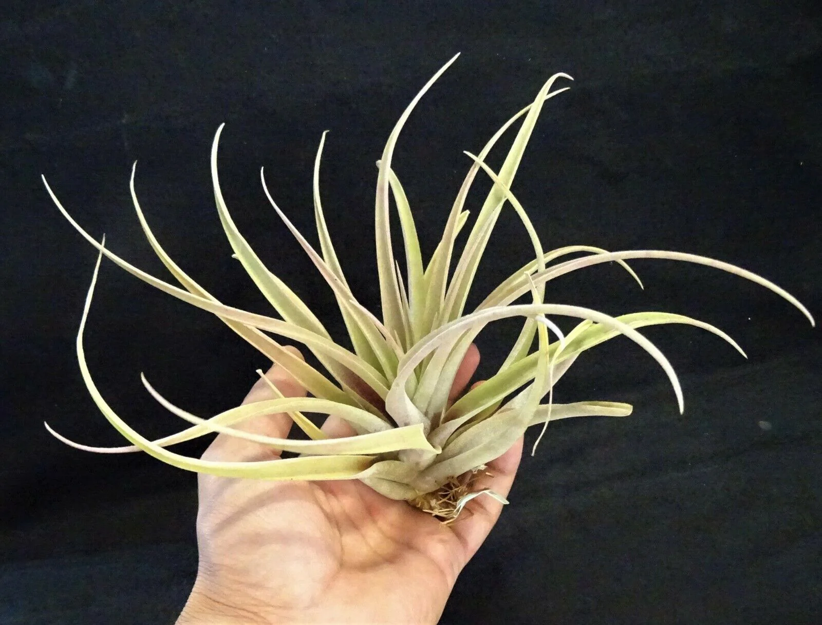Tillandsia riohondoensis (syn. capitata 'Rio Hondo') - Image 5