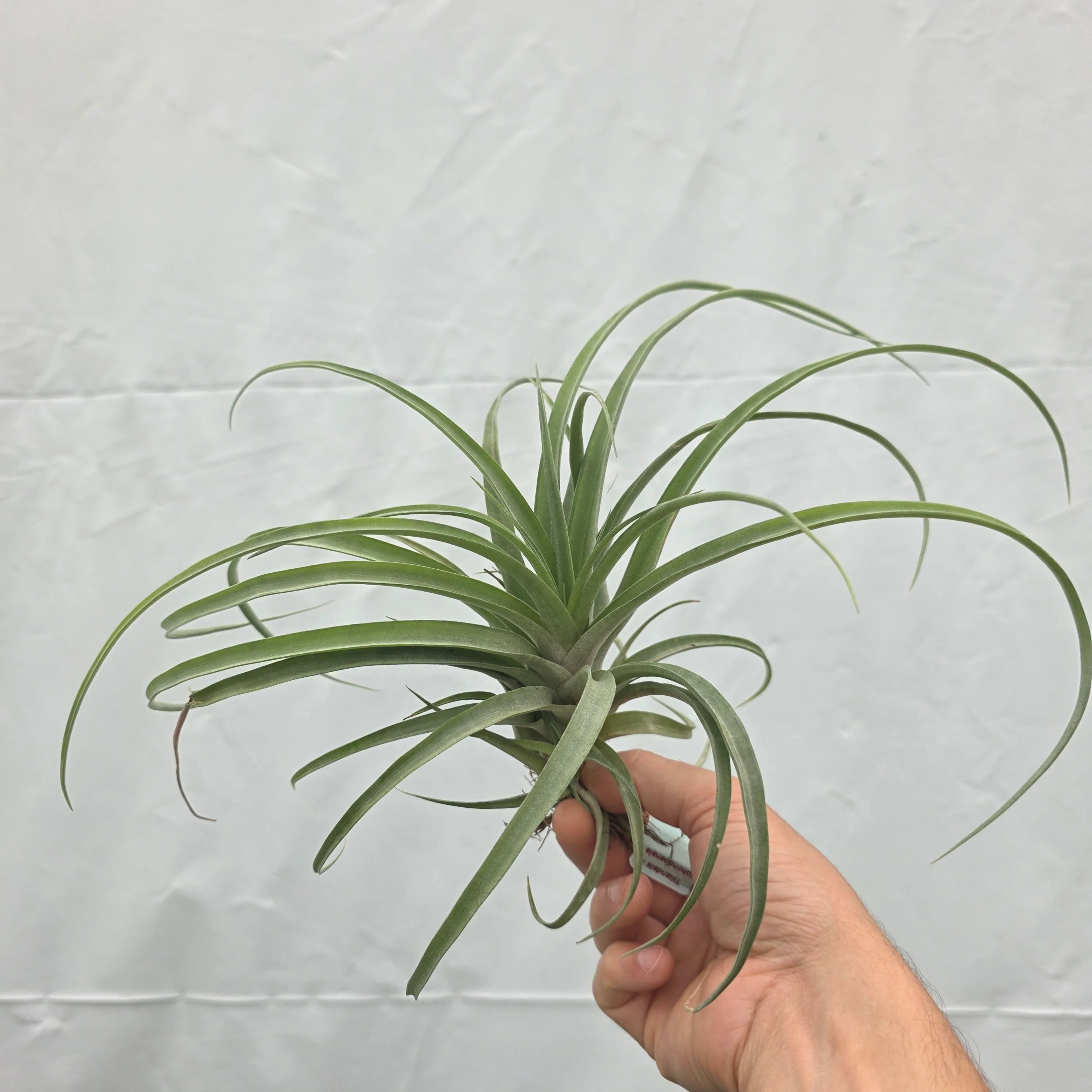 Tillandsia riohondoensis (syn. capitata 'Rio Hondo') - Image 6