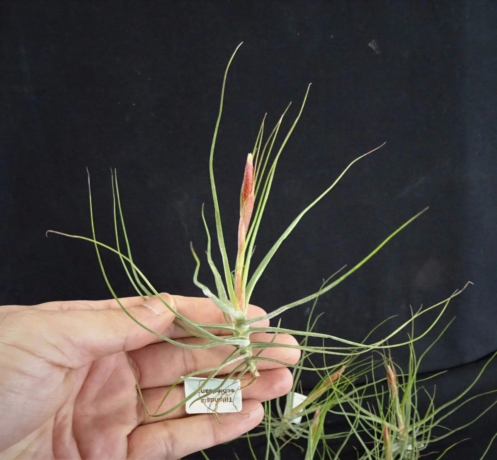 Tillandsia schiedeana - Image 2