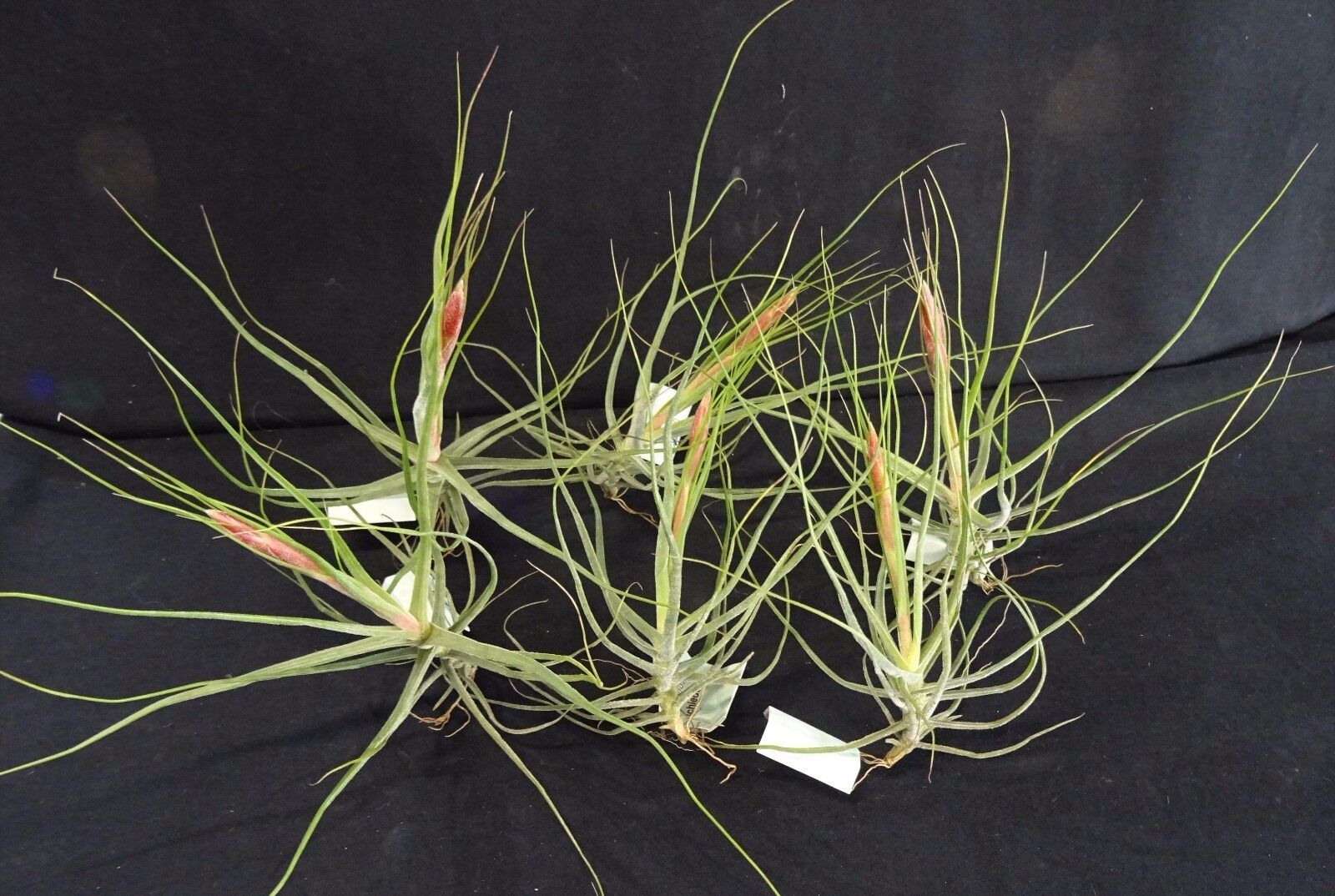 Tillandsia schiedeana - Image 3
