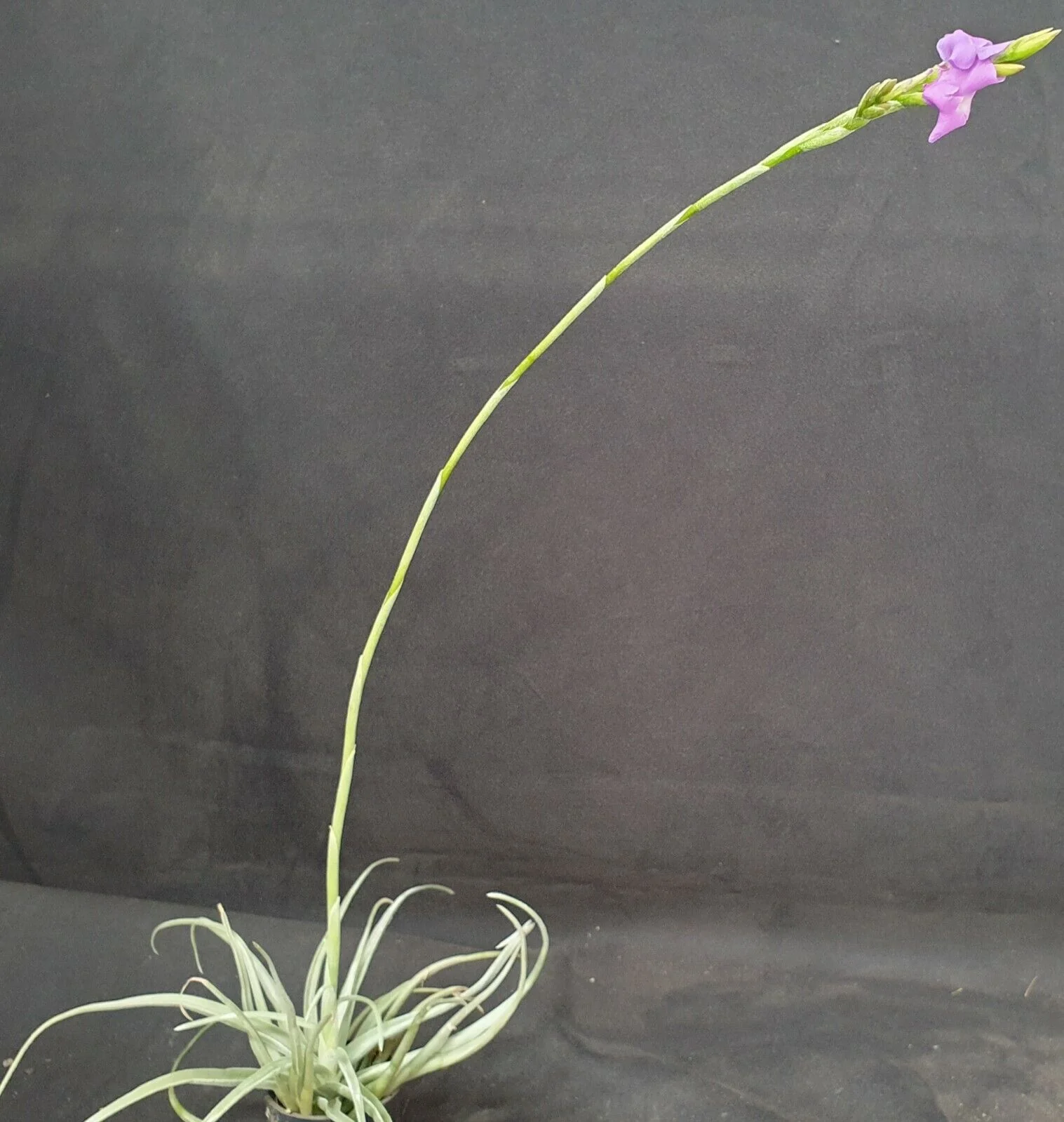 Tillandsia streptocarpa - Image 3
