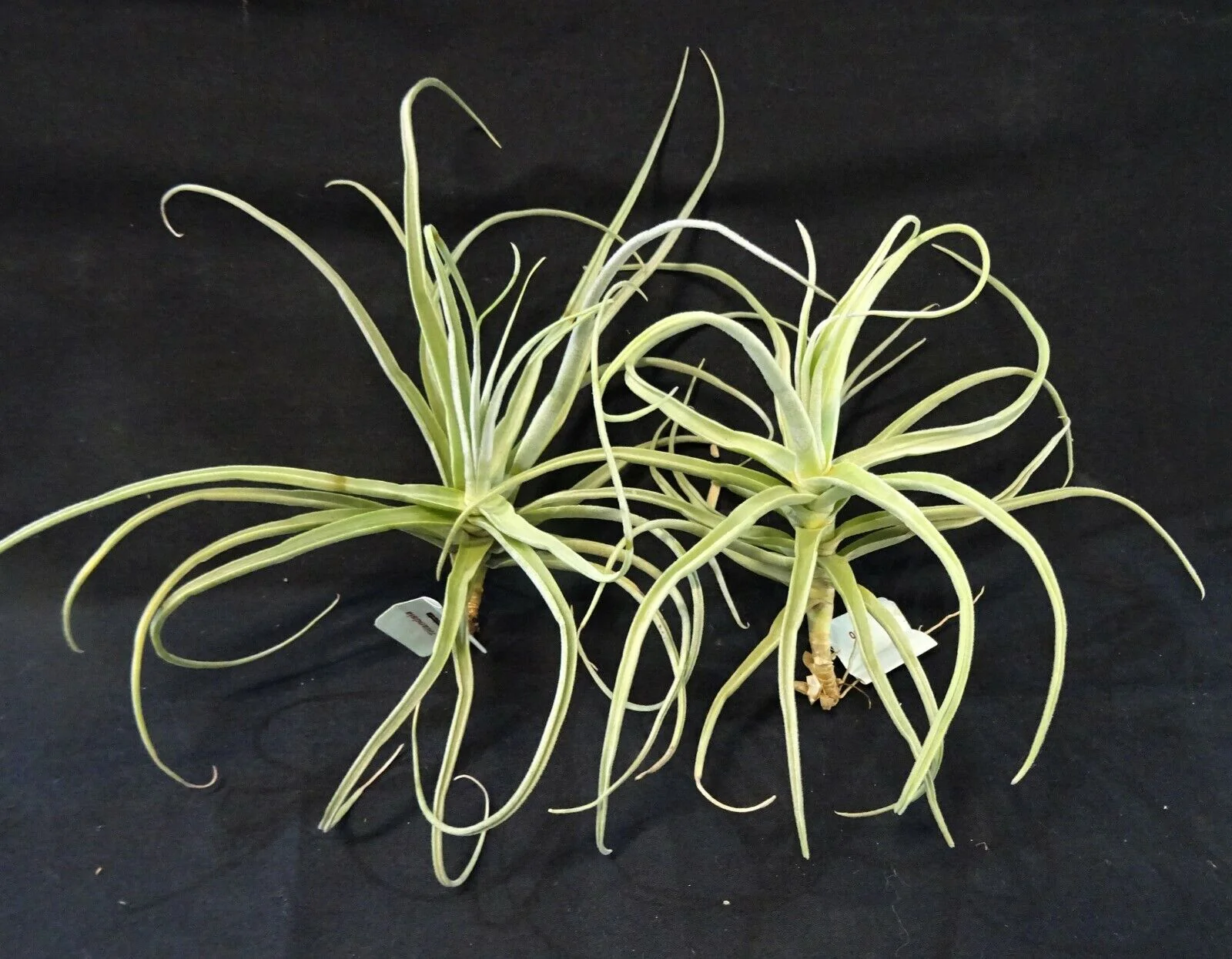 Tillandsia streptocarpa - Image 4