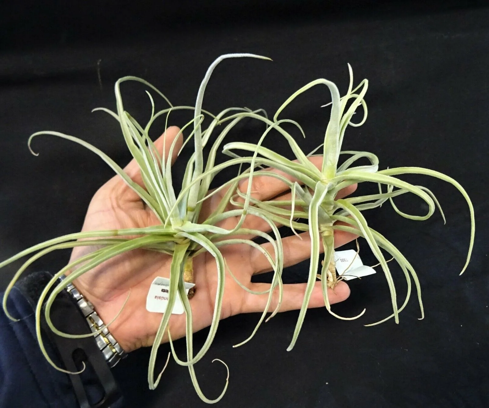 Tillandsia streptocarpa - Image 5