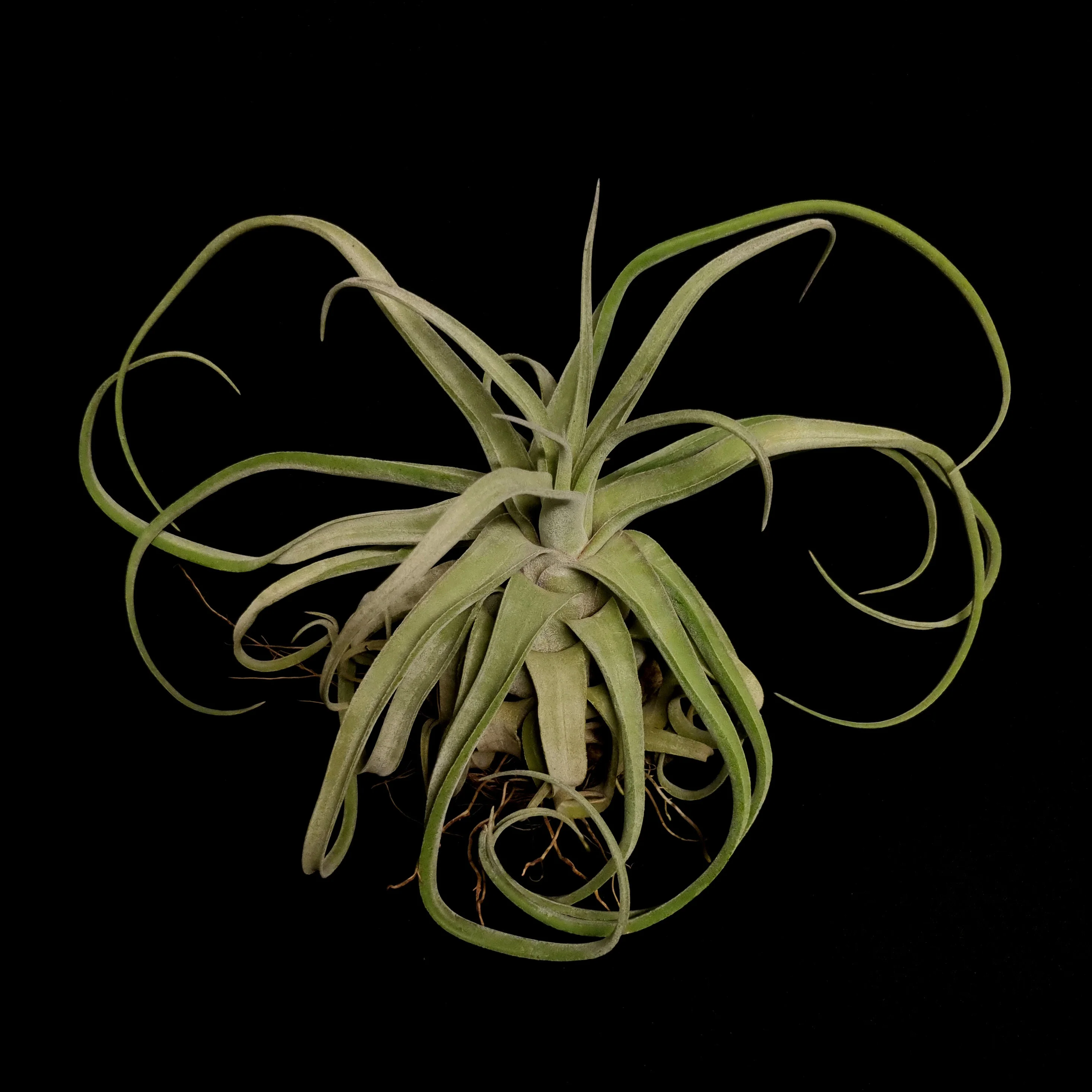 Tillandsia streptophylla - Image 2