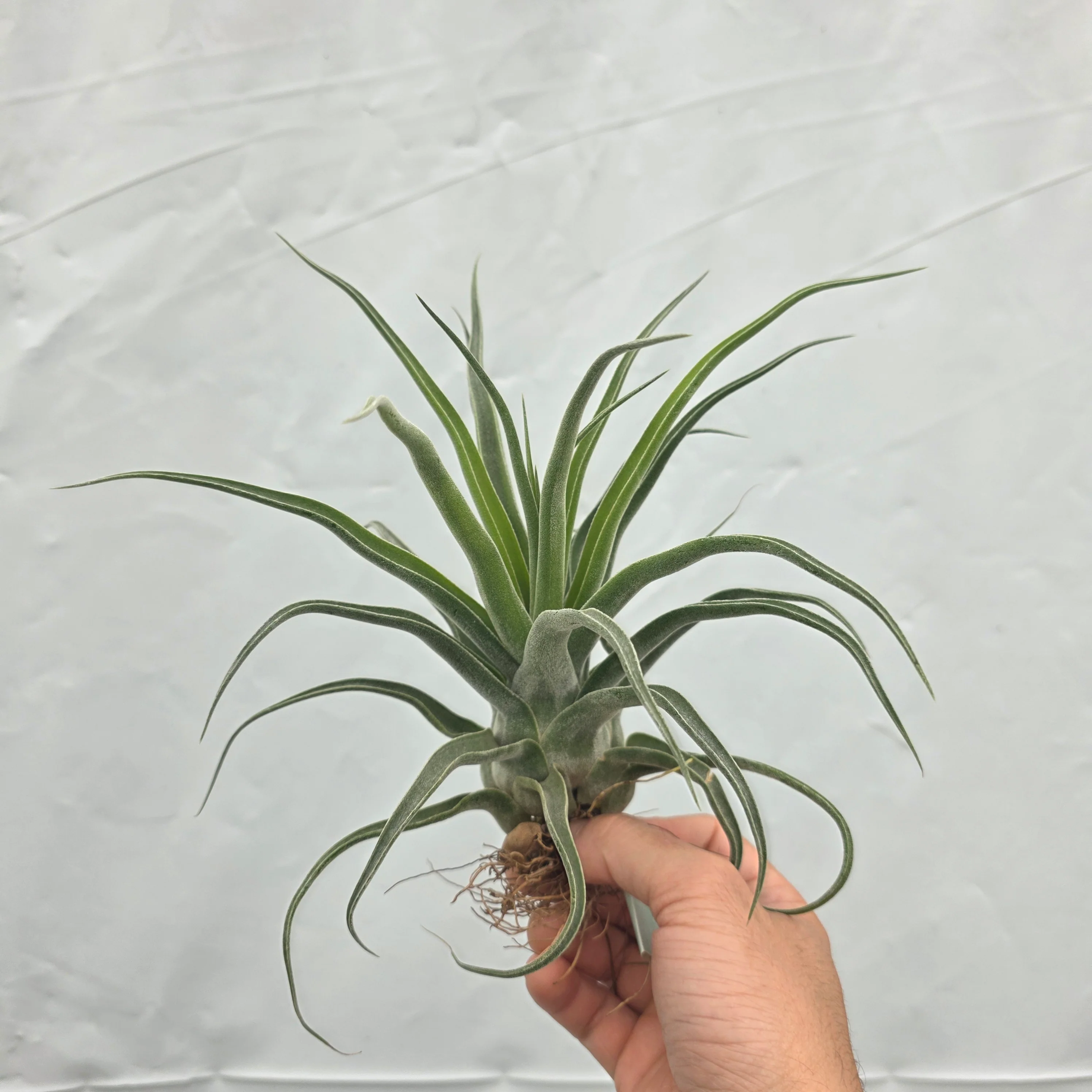 Tillandsia streptophylla - Image 5