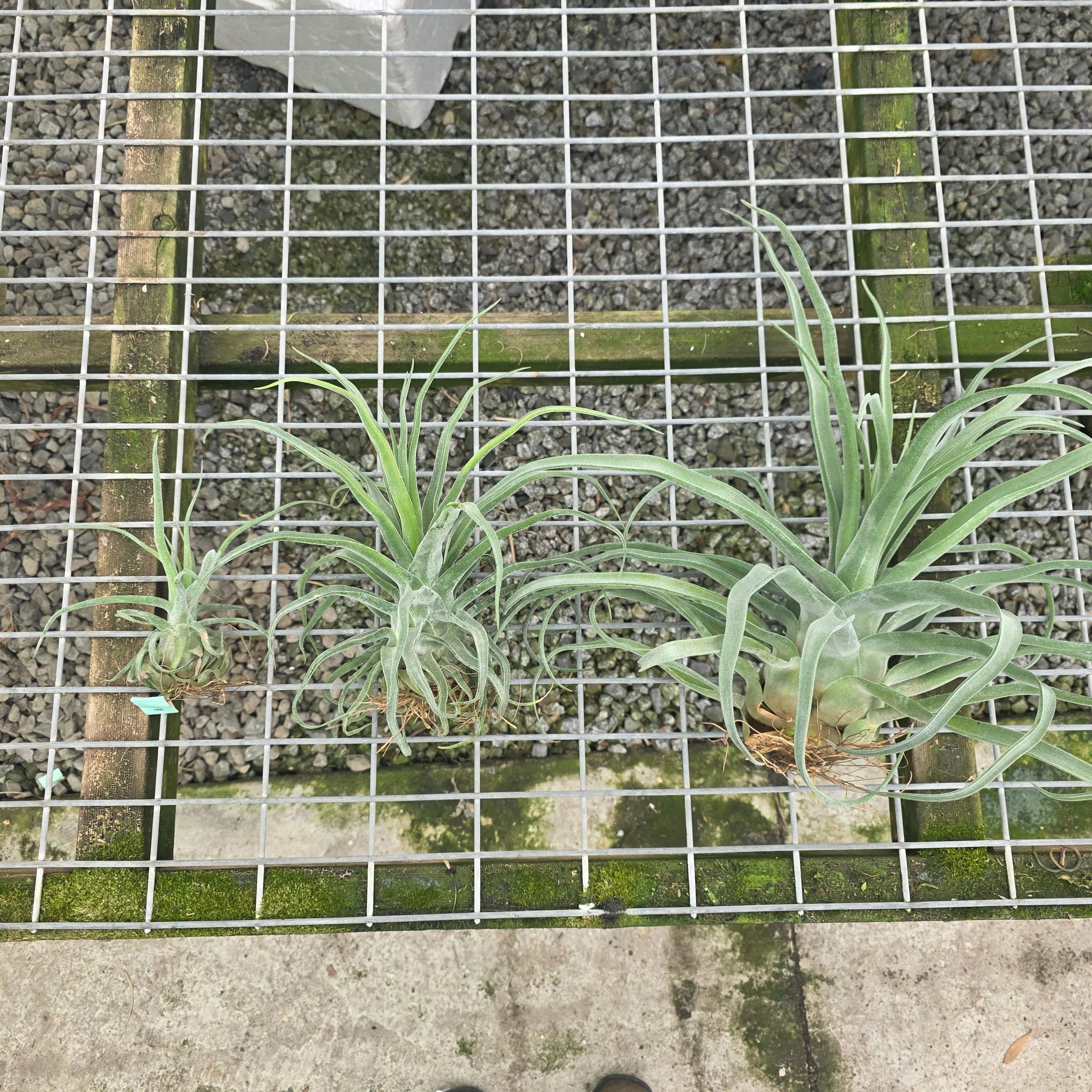 Tillandsia streptophylla - Image 8