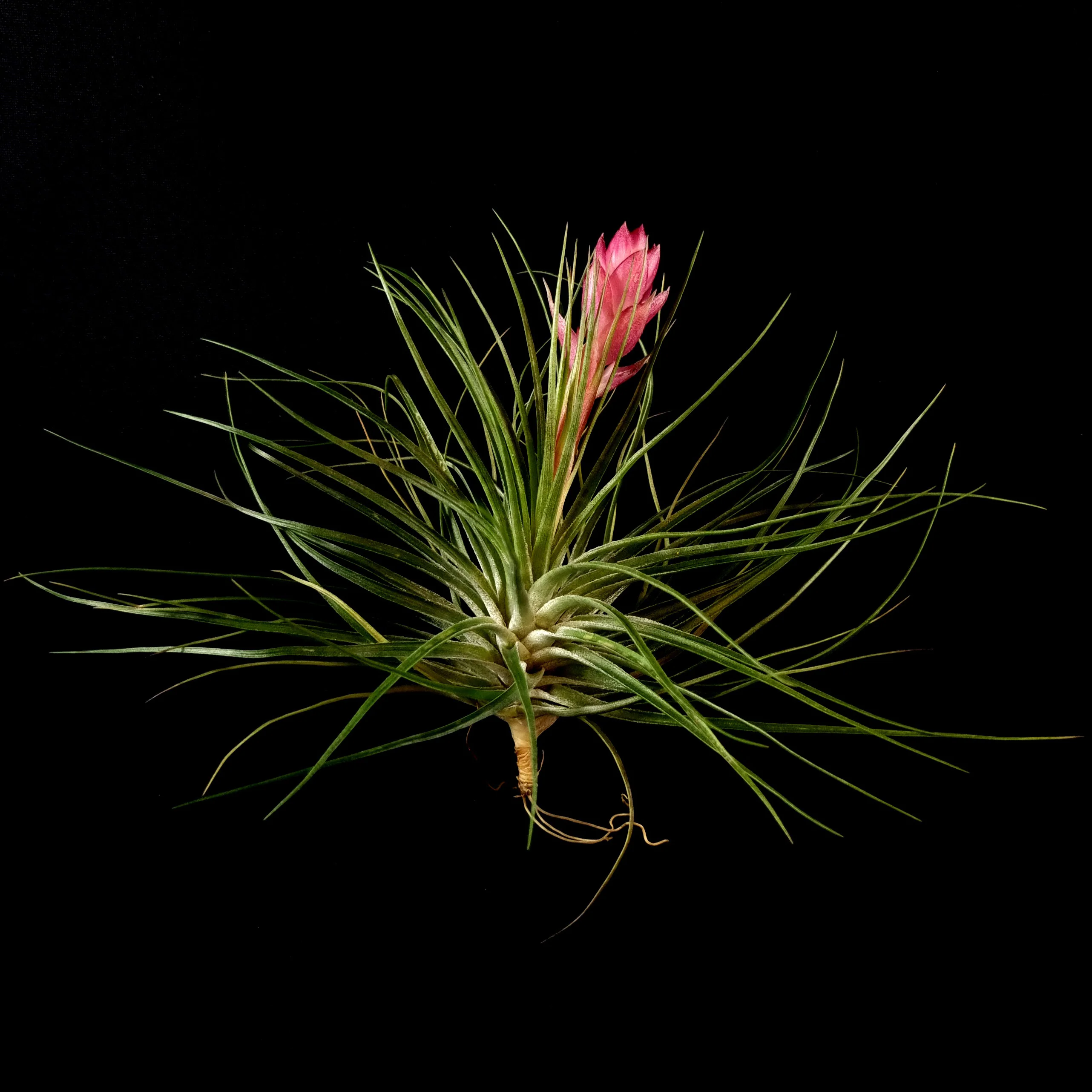 Tillandsia stricta - Image 2