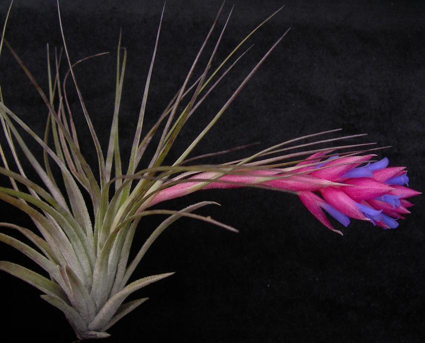 Tillandsia stricta - Image 3