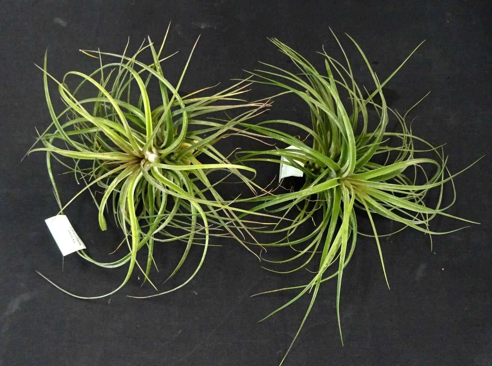 Tillandsia stricta - Image 4
