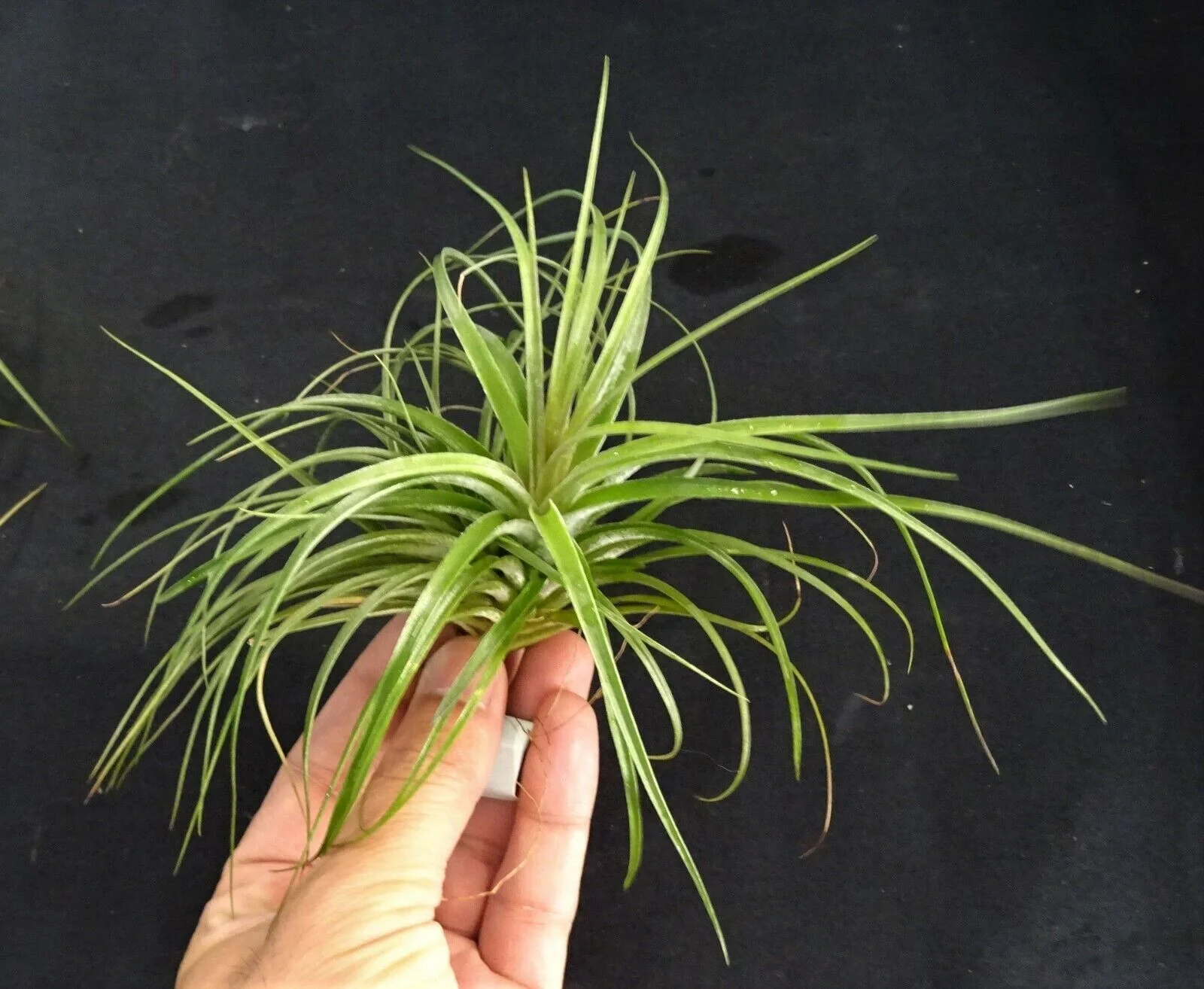 Tillandsia stricta - Image 5