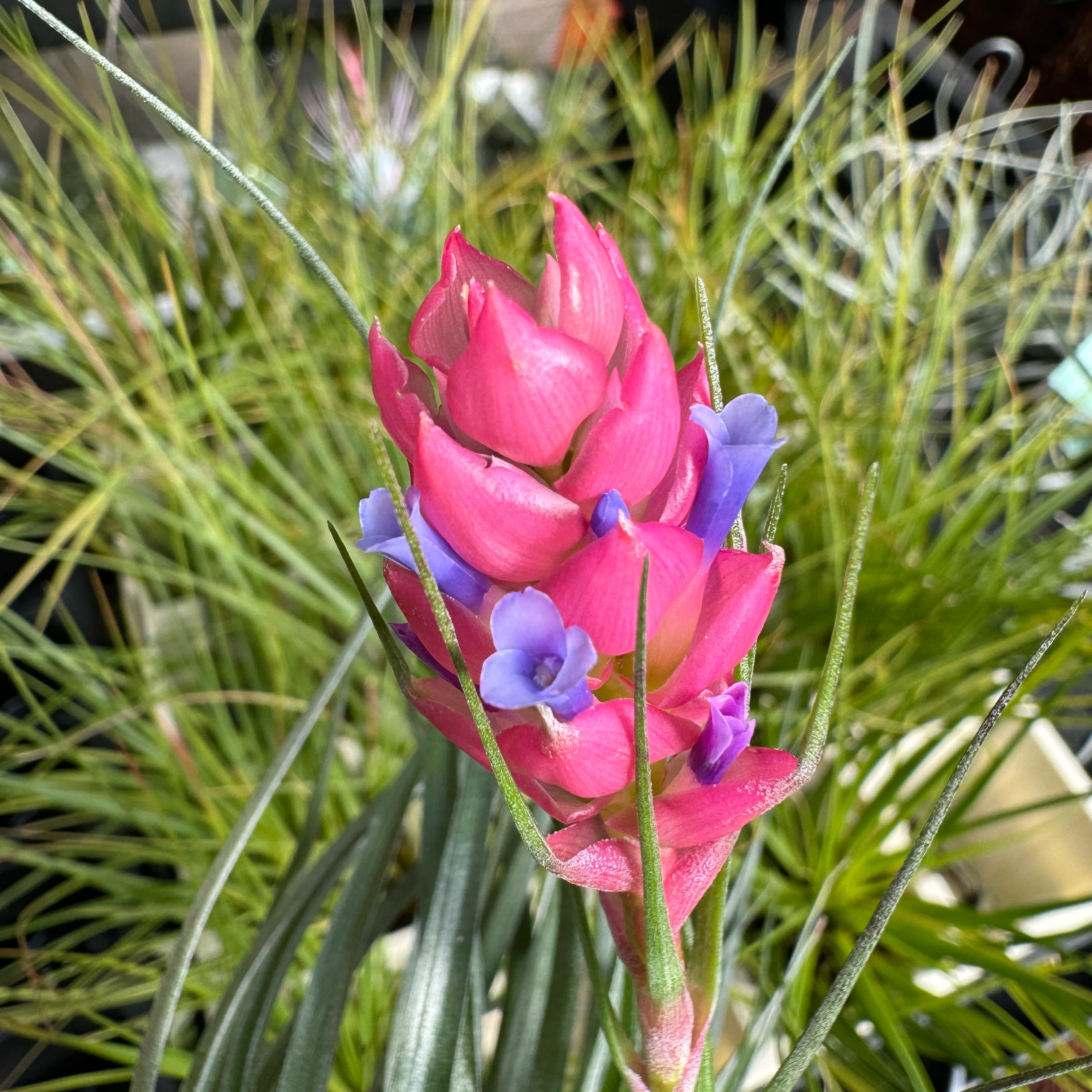 Tillandsia stricta - Image 6